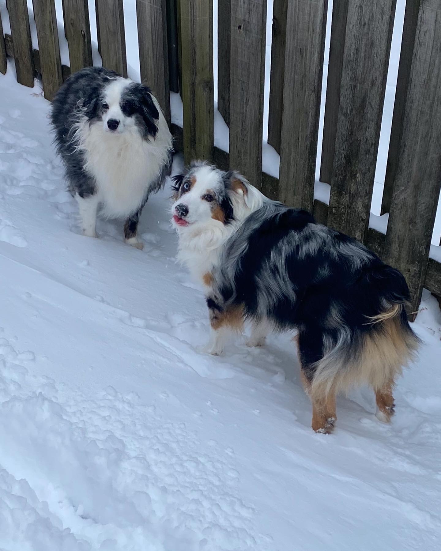 Help Save Two Mini Aussies After Emergency campaign photo, 2 of 8