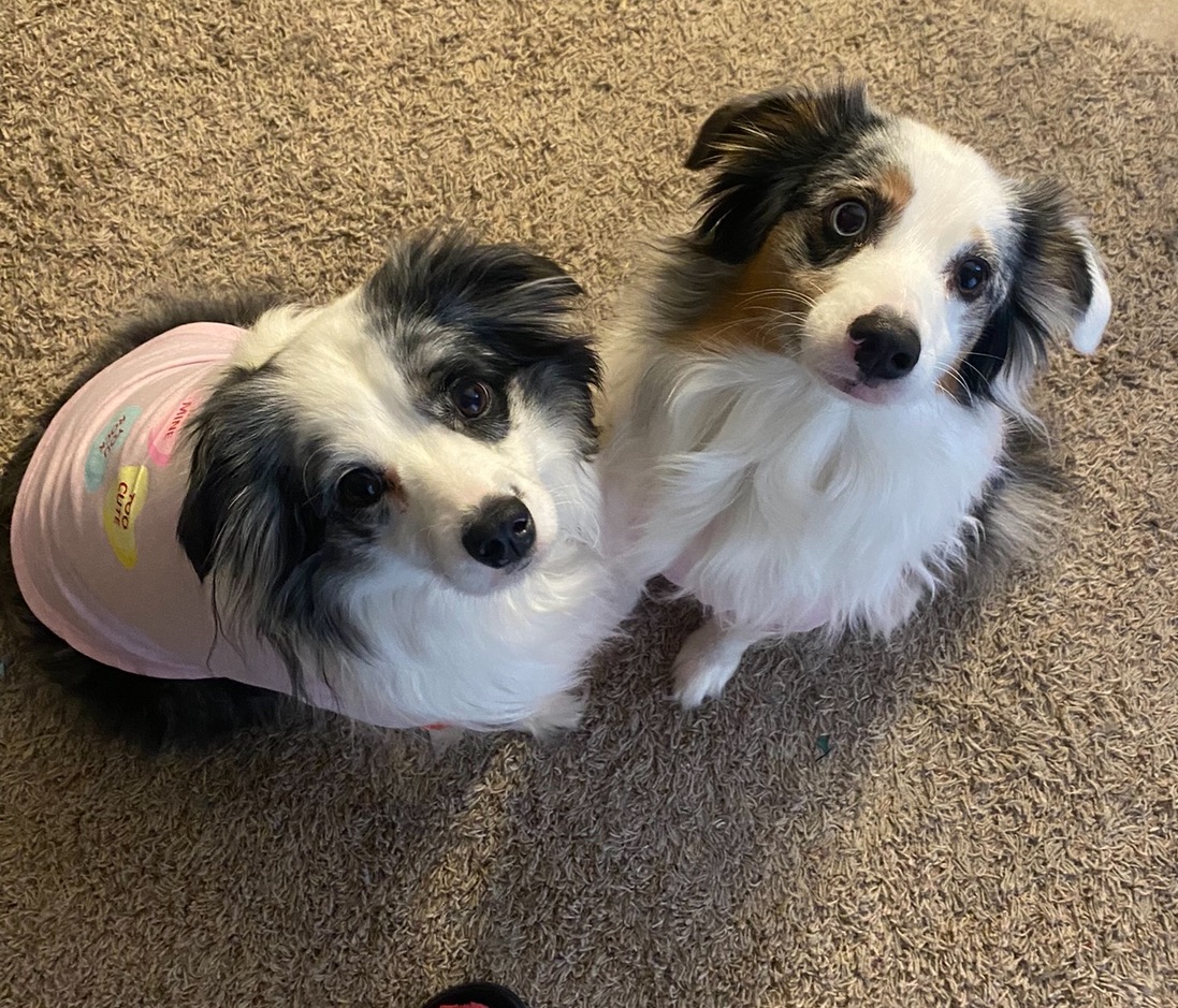 Help Save Two Mini Aussies After Emergency campaign photo, 7 of 8