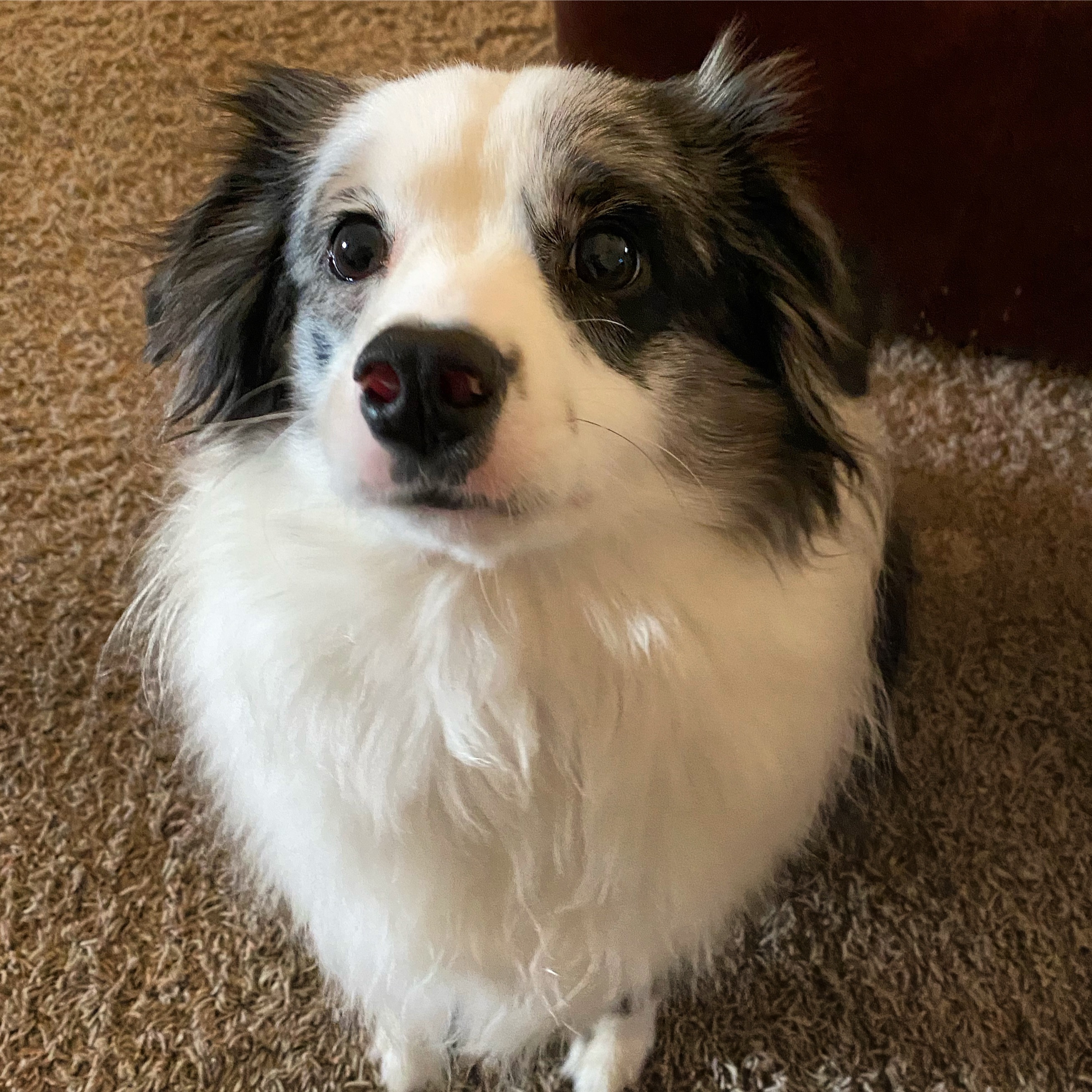 Help Save Two Mini Aussies After Emergency campaign photo, 4 of 8