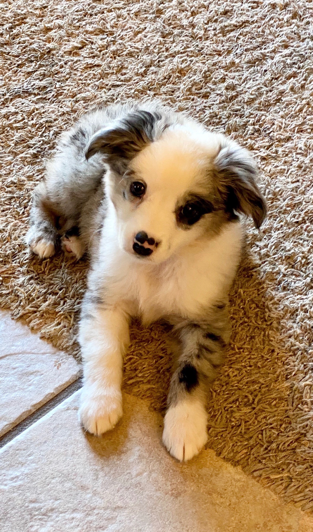 Help Save Two Mini Aussies After Emergency campaign photo, 5 of 8