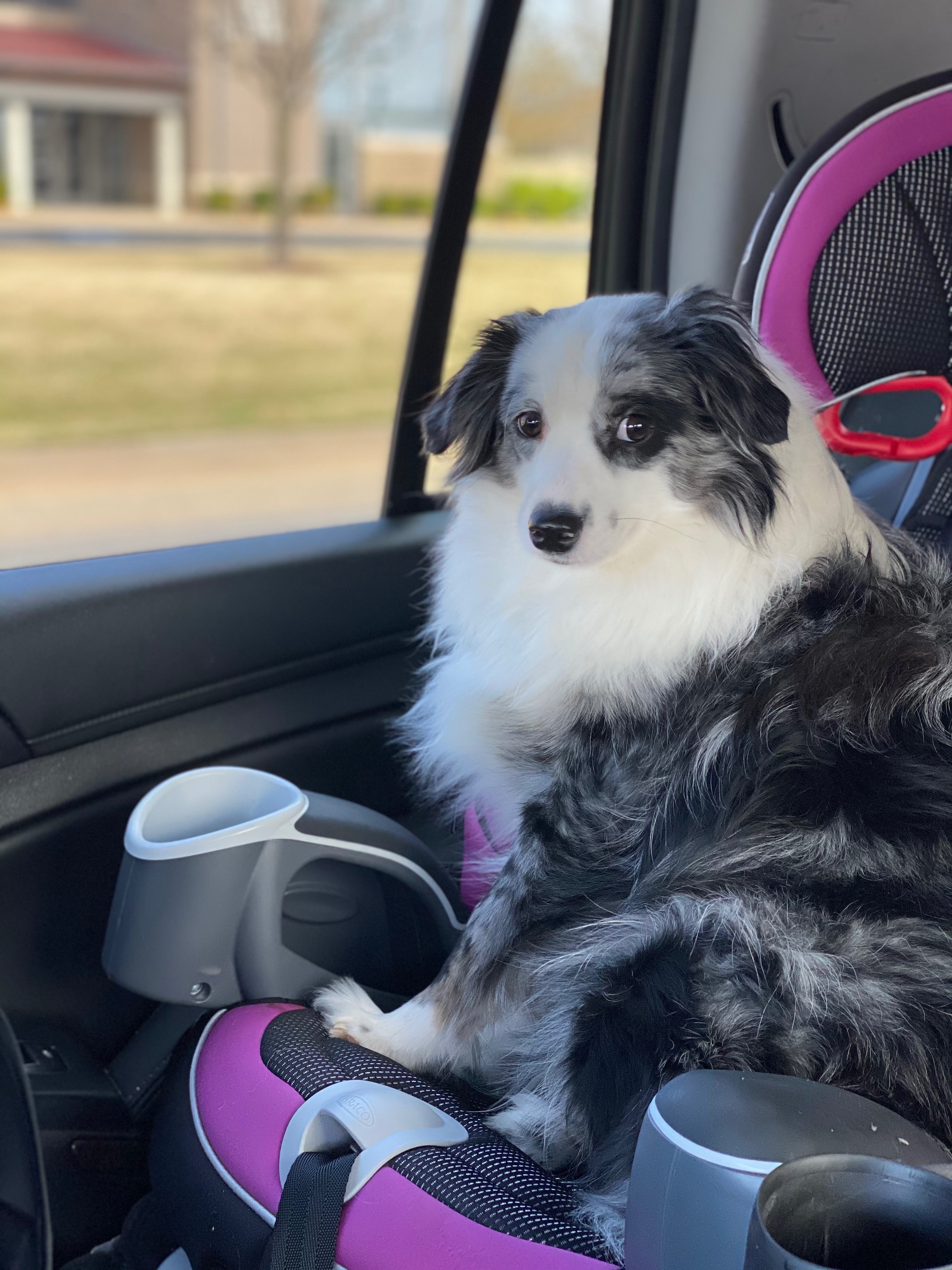 Help Save Two Mini Aussies After Emergency campaign photo, 6 of 8