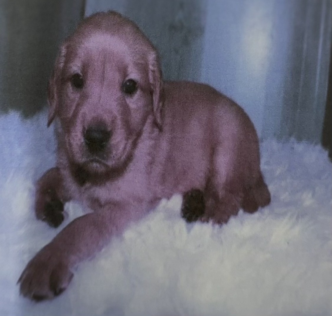 Help Save Baron: Emergency Vet Care campaign photo, 7 of 8