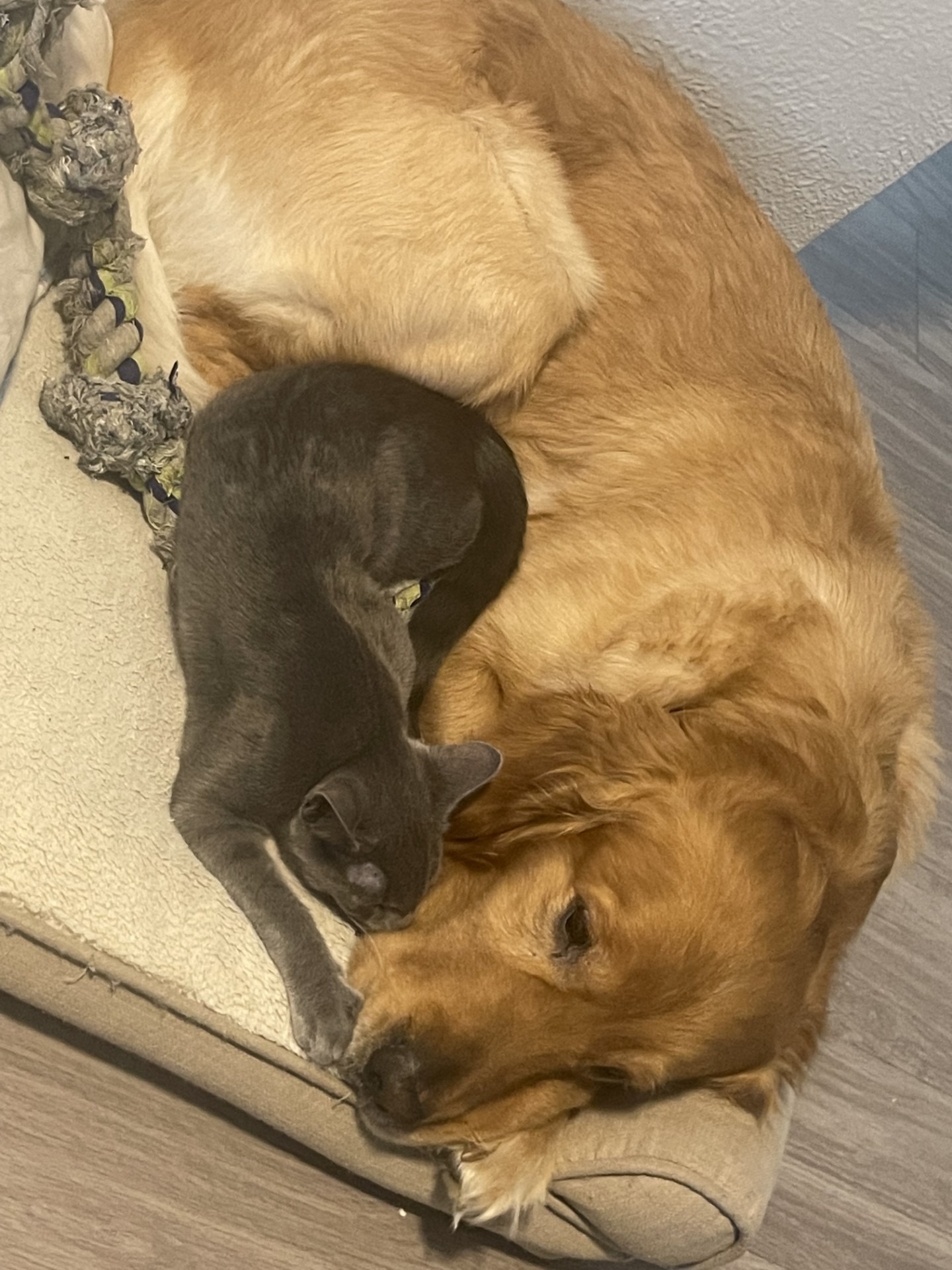 Help Save Baron: Emergency Vet Care campaign photo, 4 of 8