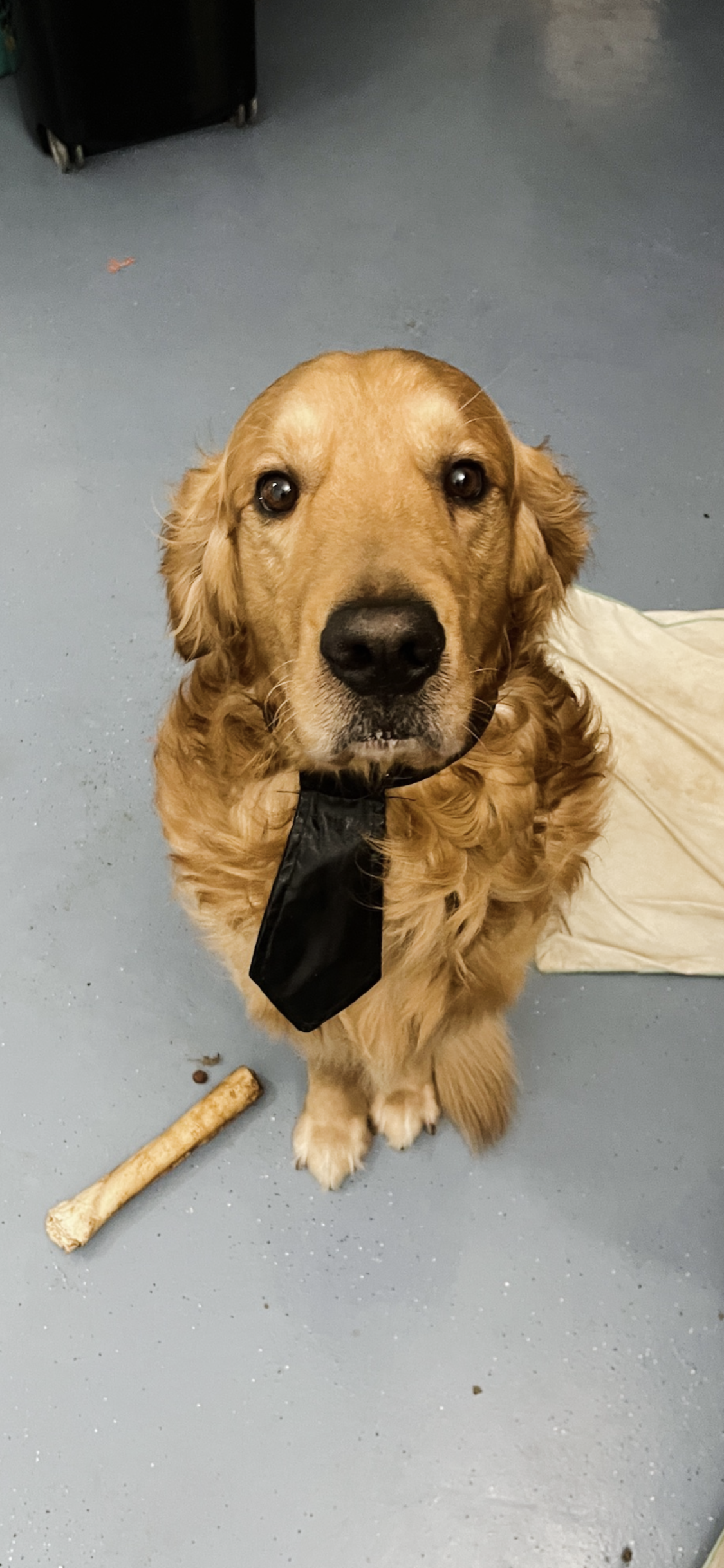 Help Save Baron: Emergency Vet Care campaign photo, 6 of 8