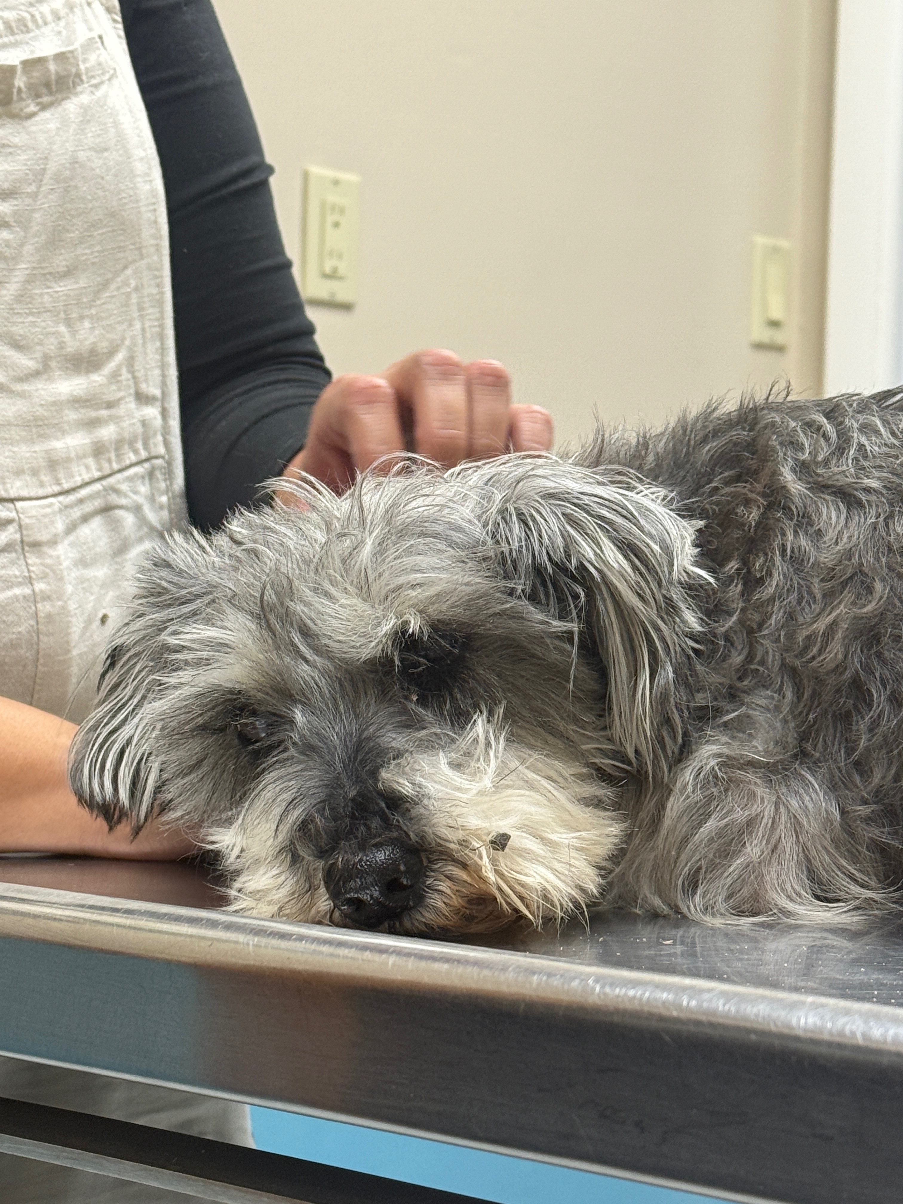 Give This Stray Dog a Second Chance campaign photo, 5 of 7