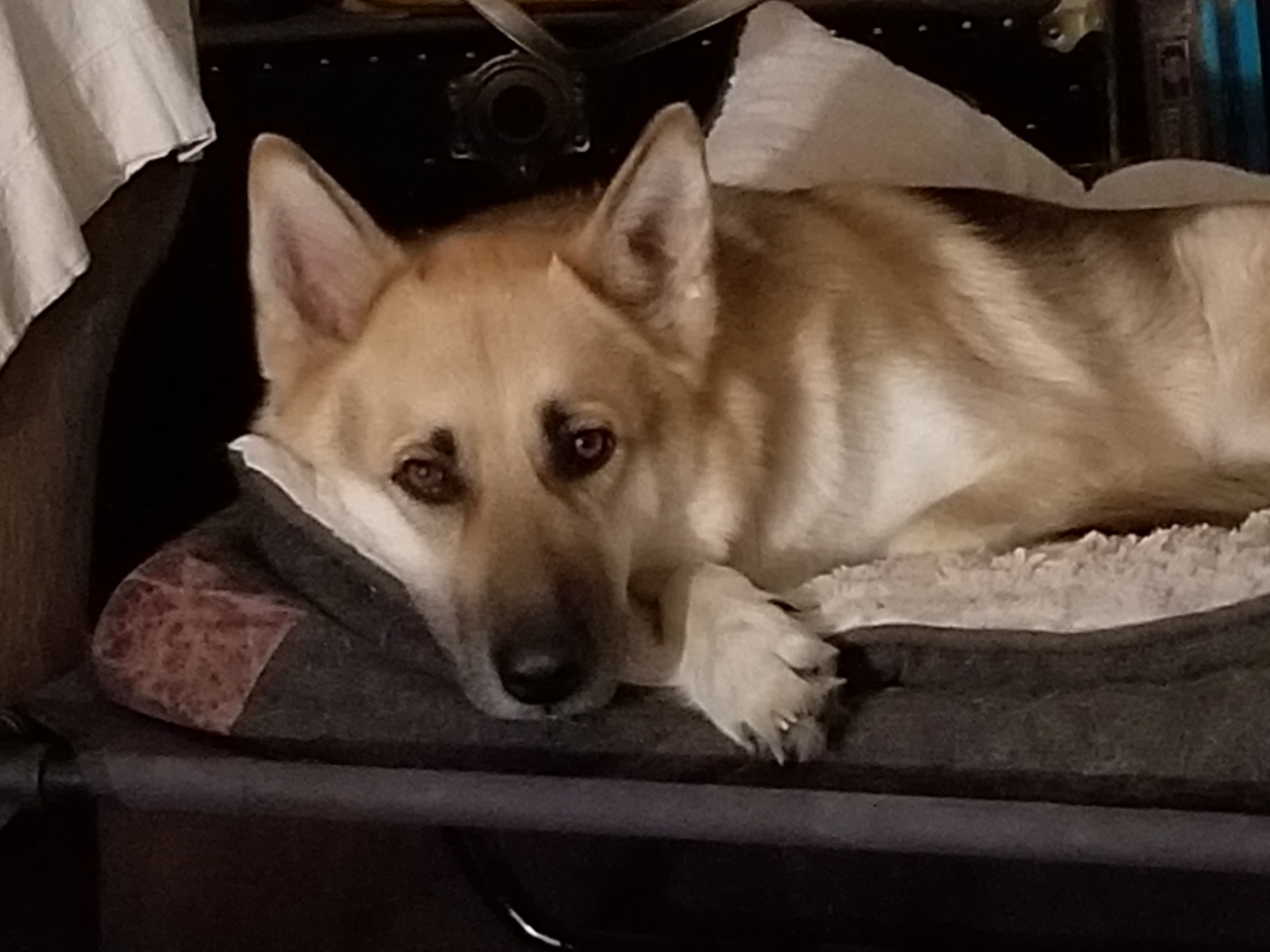 Help Save Timba's Life with Urgent Surgery campaign photo, 2 of 8