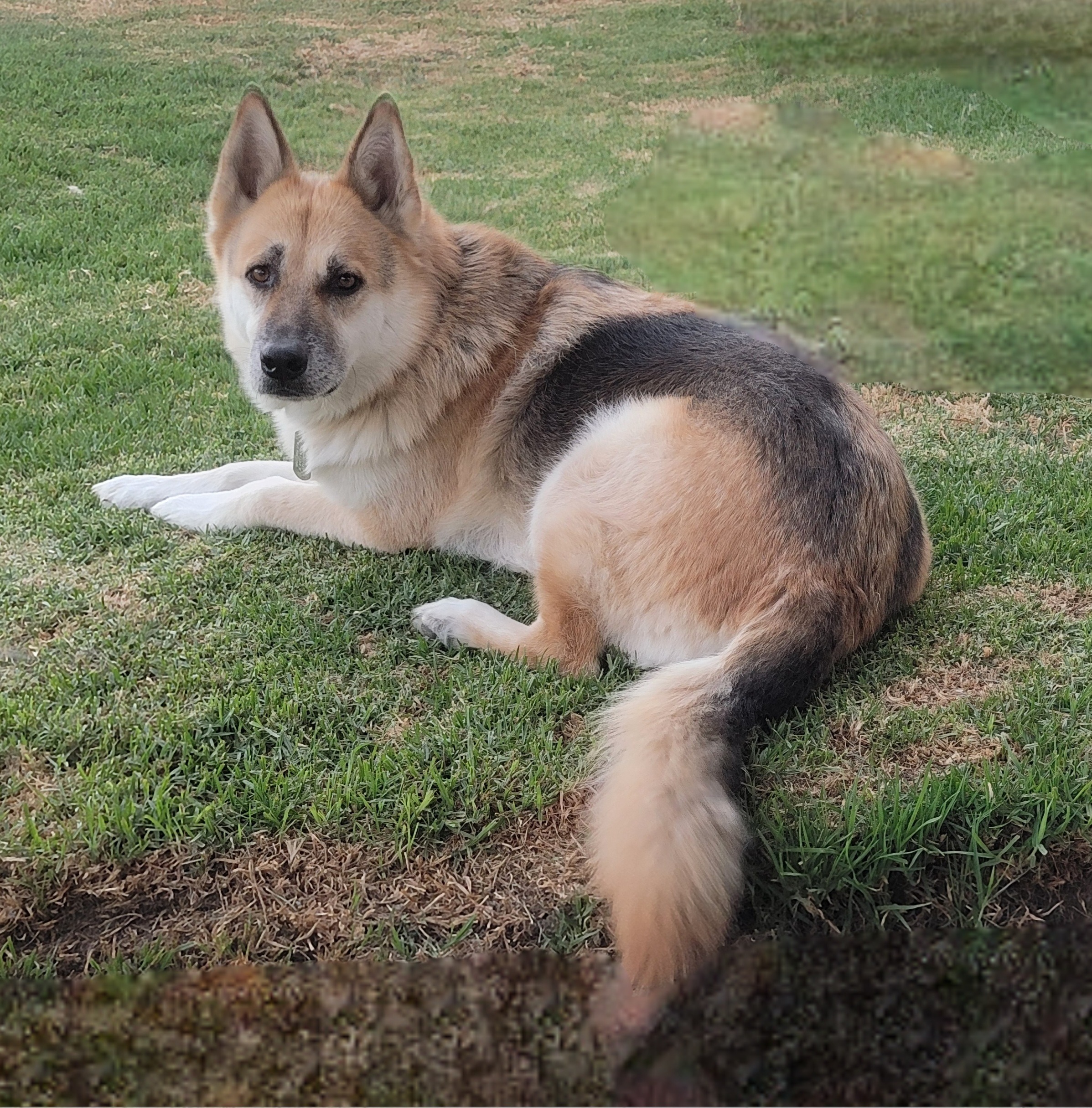 Help Save Timba's Life with Urgent Surgery campaign photo, 4 of 8