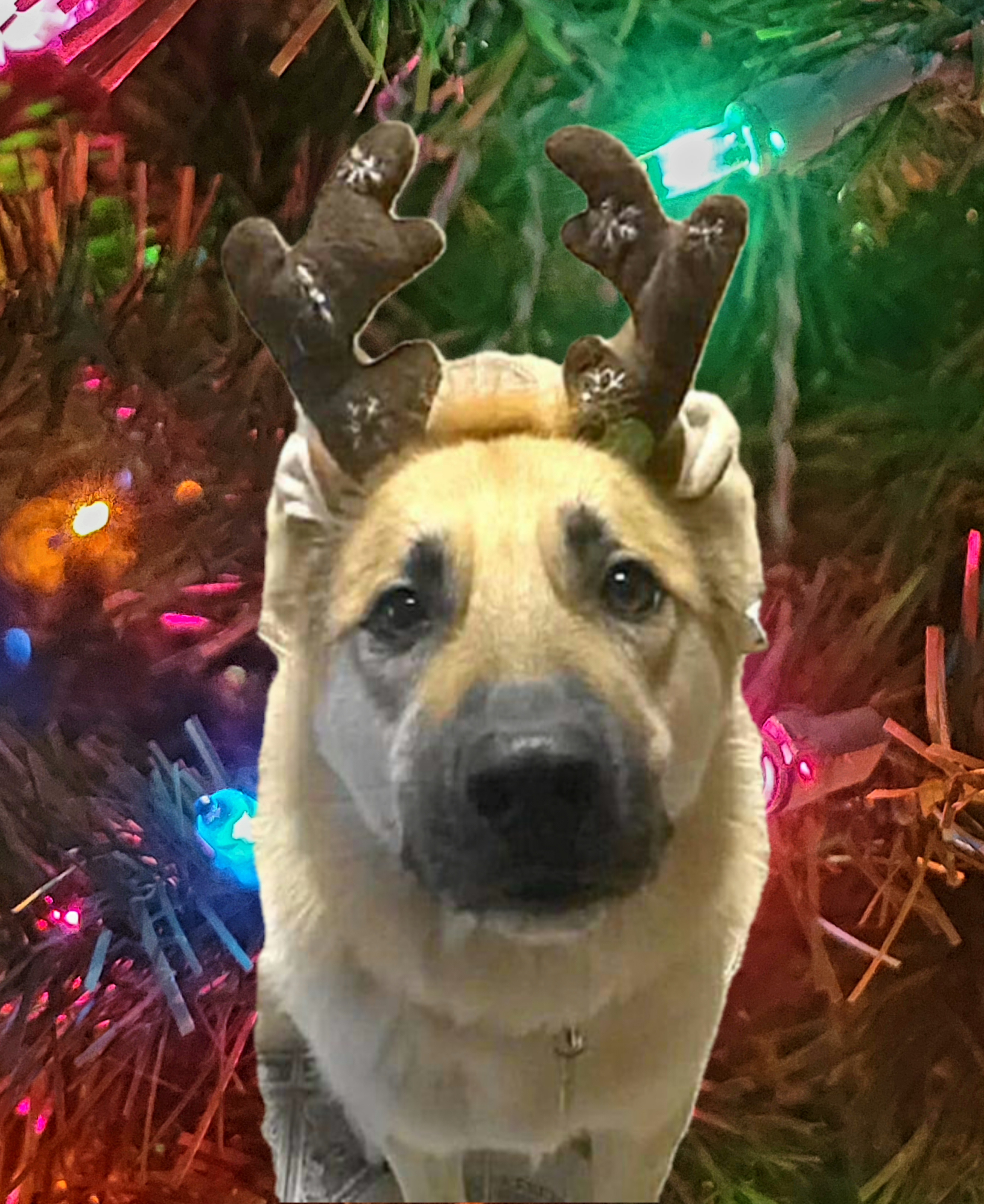 Help Save Timba's Life with Urgent Surgery campaign photo, 5 of 8