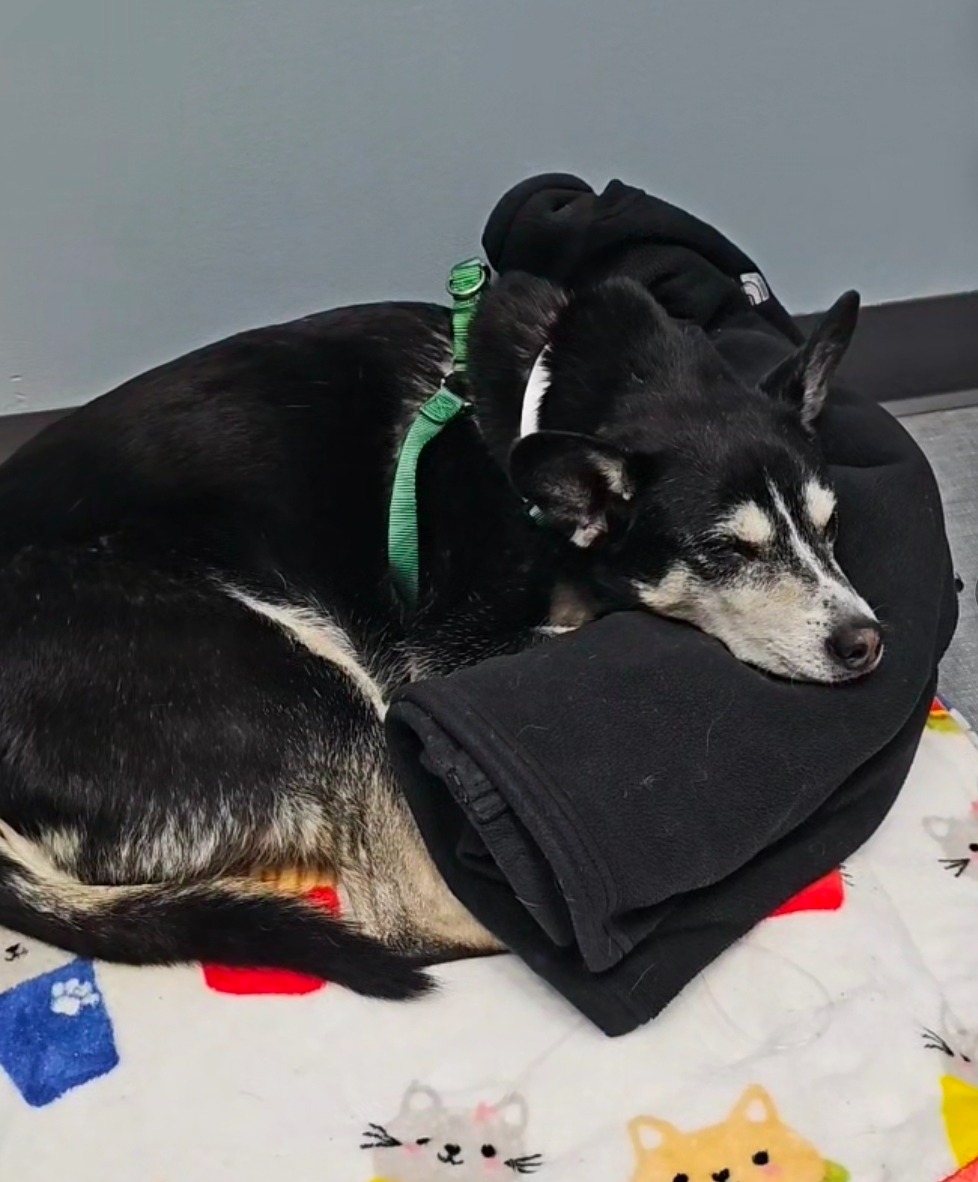Helping Maui Recover After Emergency Surgery campaign photo, 7 of 8