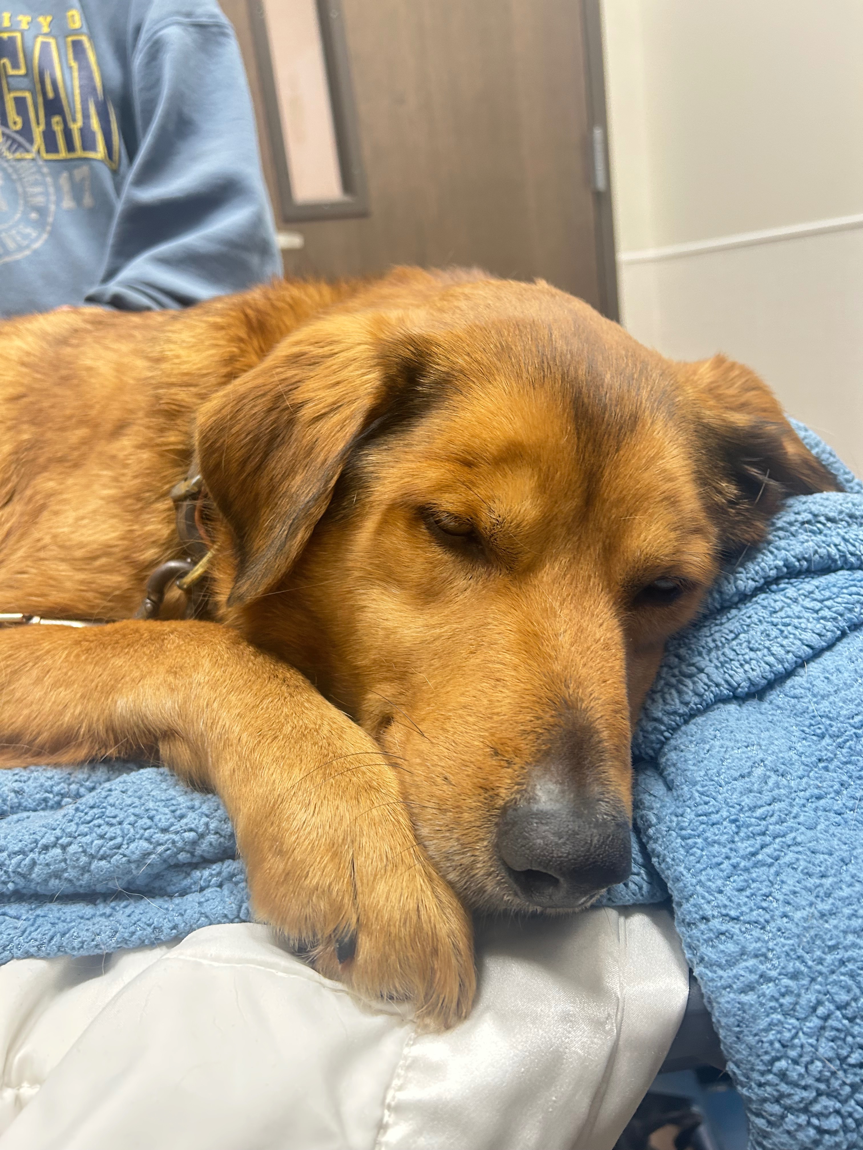 Help us Fund Cashes Cremation and Medical Expenses campaign photo, 2 of 7
