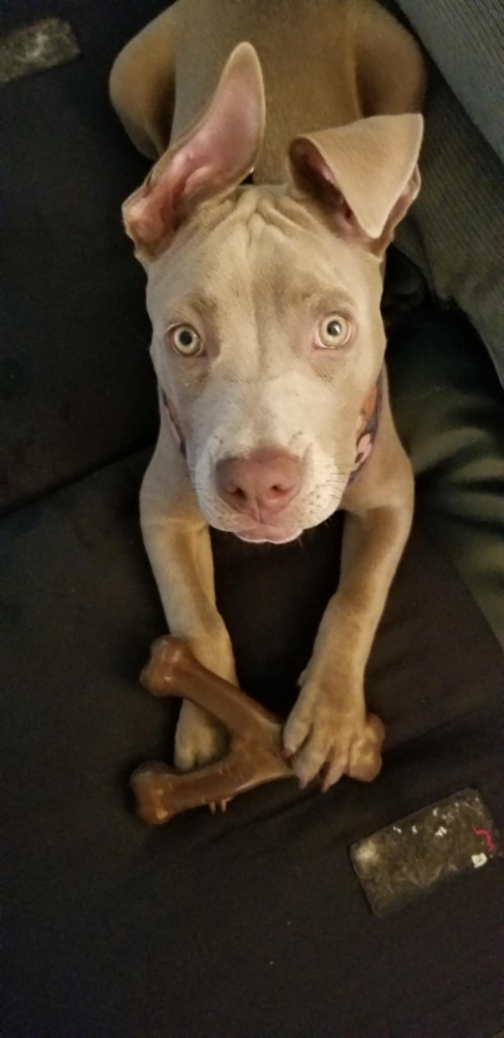 Help Charlie Recover from CCL Injury campaign photo, 7 of 8
