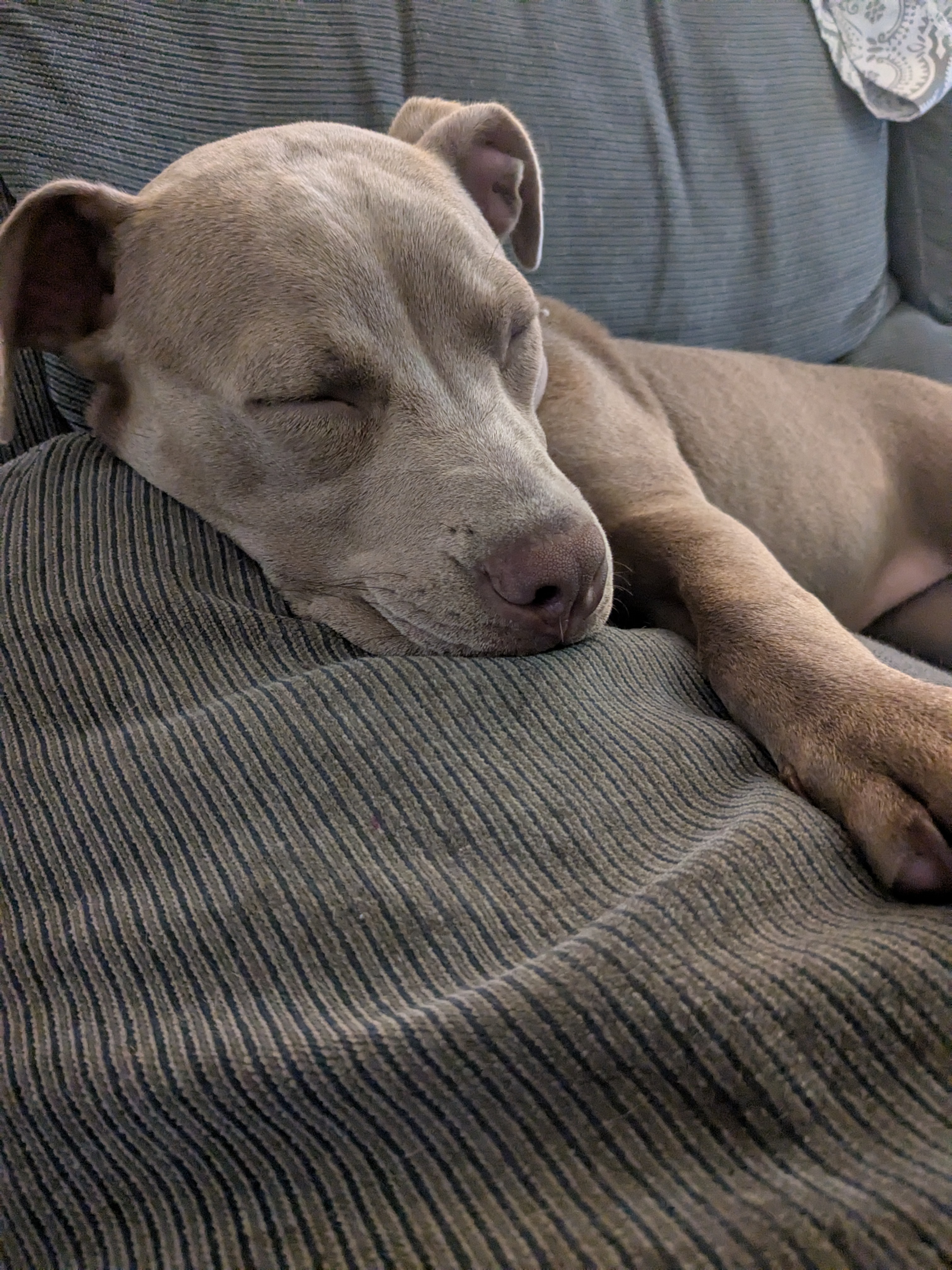Help Charlie Recover from CCL Injury campaign photo, 6 of 8