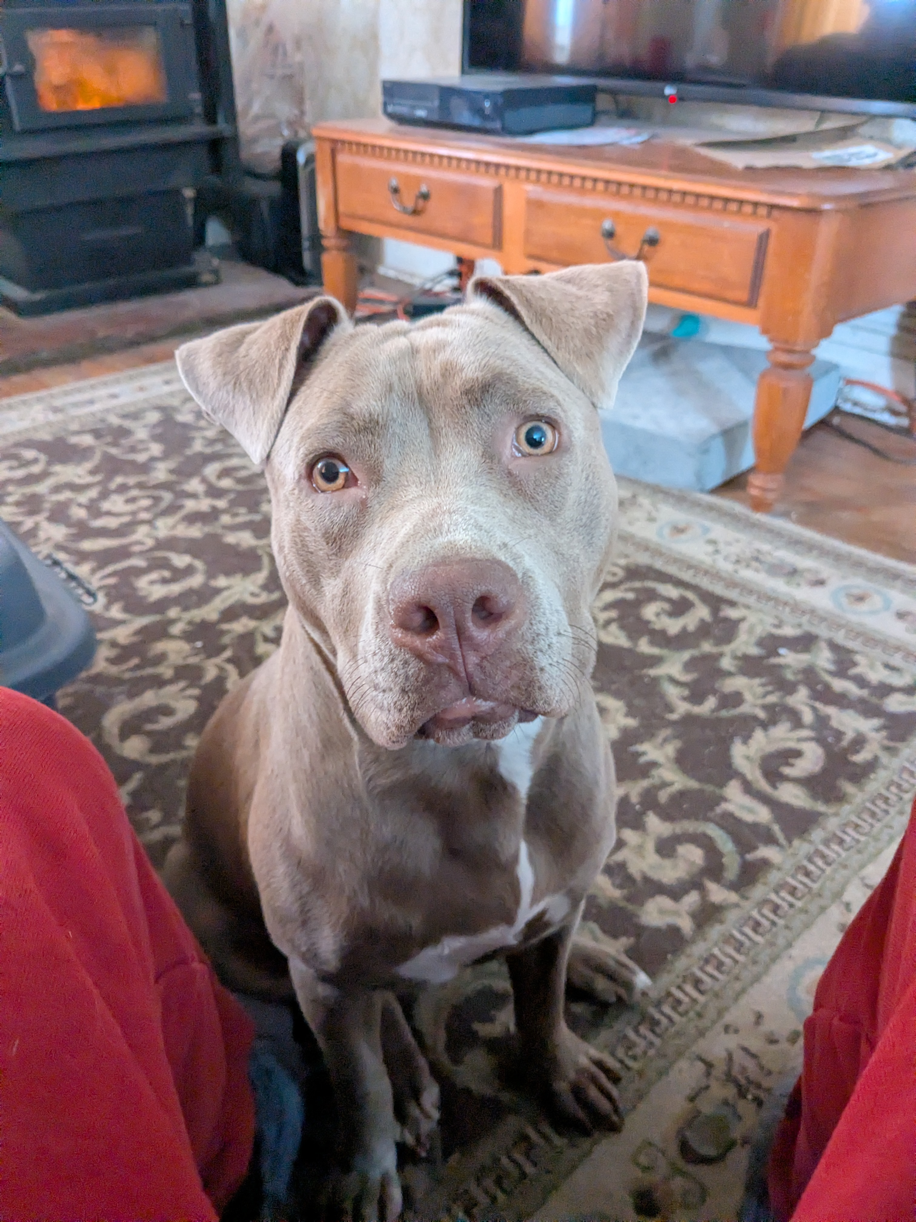 Help Charlie Recover from CCL Injury campaign photo, 5 of 8