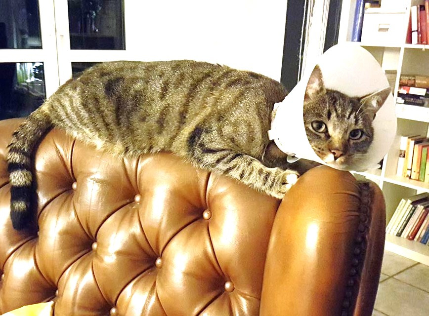 Dringende Hilfe für ausgesetzte, kranke Katzen in Umbrien campaign photo, 2 of 8