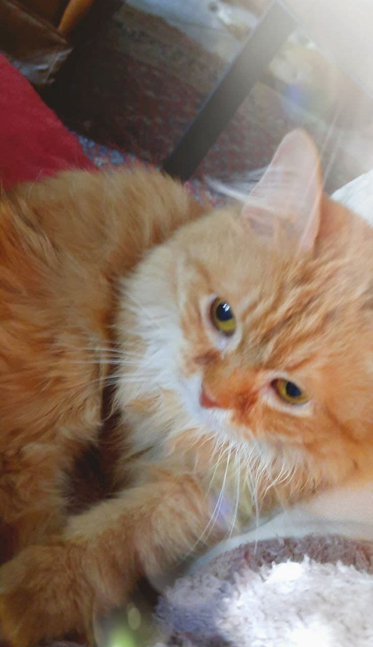 Dringende Hilfe für ausgesetzte, kranke Katzen in Umbrien campaign photo, 7 of 8