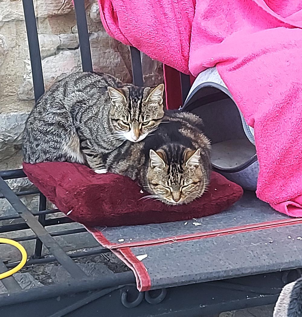 Dringende Hilfe für ausgesetzte, kranke Katzen in Umbrien campaign photo, 4 of 8