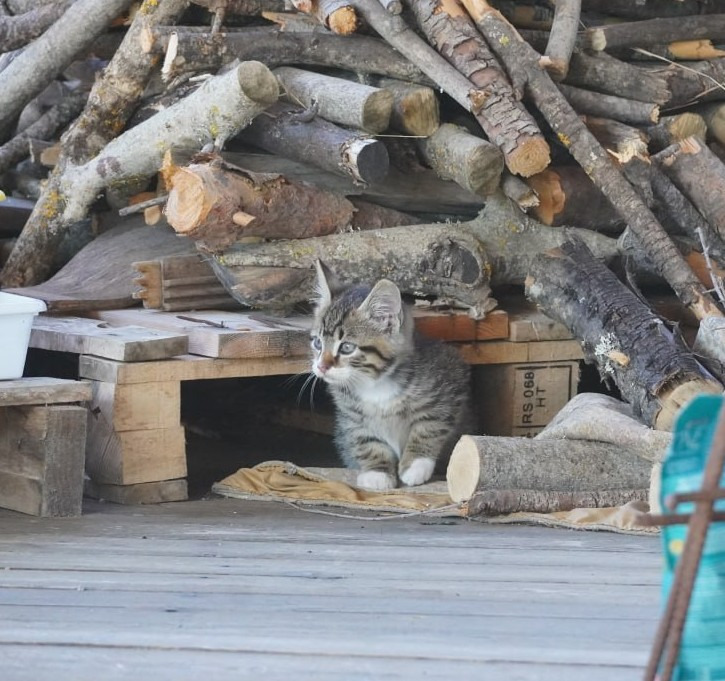 Dringende Hilfe für ausgesetzte, kranke Katzen in Umbrien campaign photo, 5 of 8
