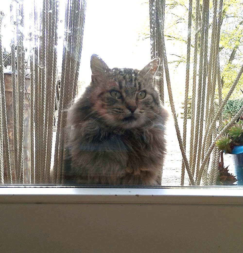 Dringende Hilfe für ausgesetzte, kranke Katzen in Umbrien campaign photo, 6 of 8
