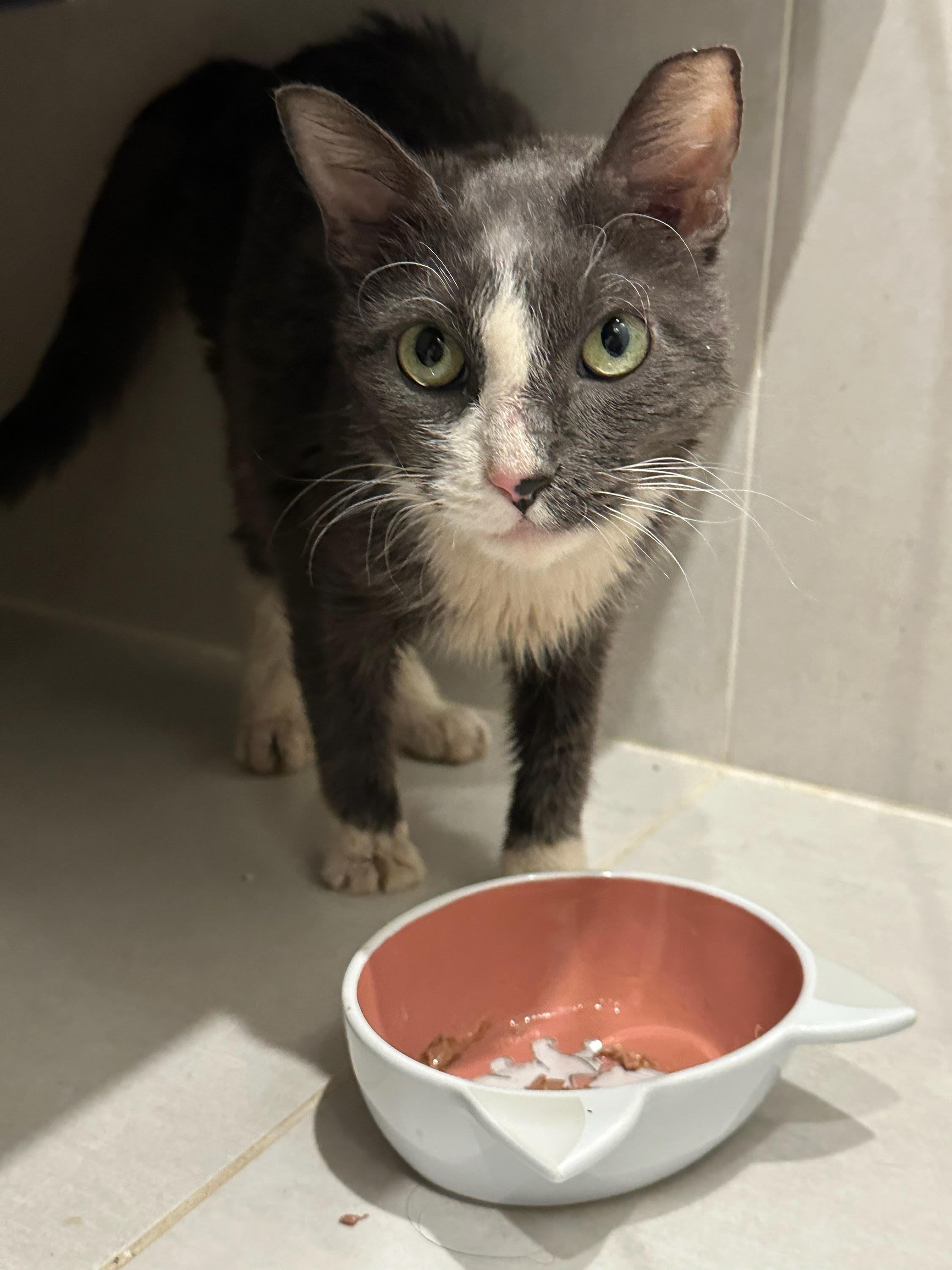 Help Fund 2026 Expenses at Kitten Villa! campaign photo, 6 of 7