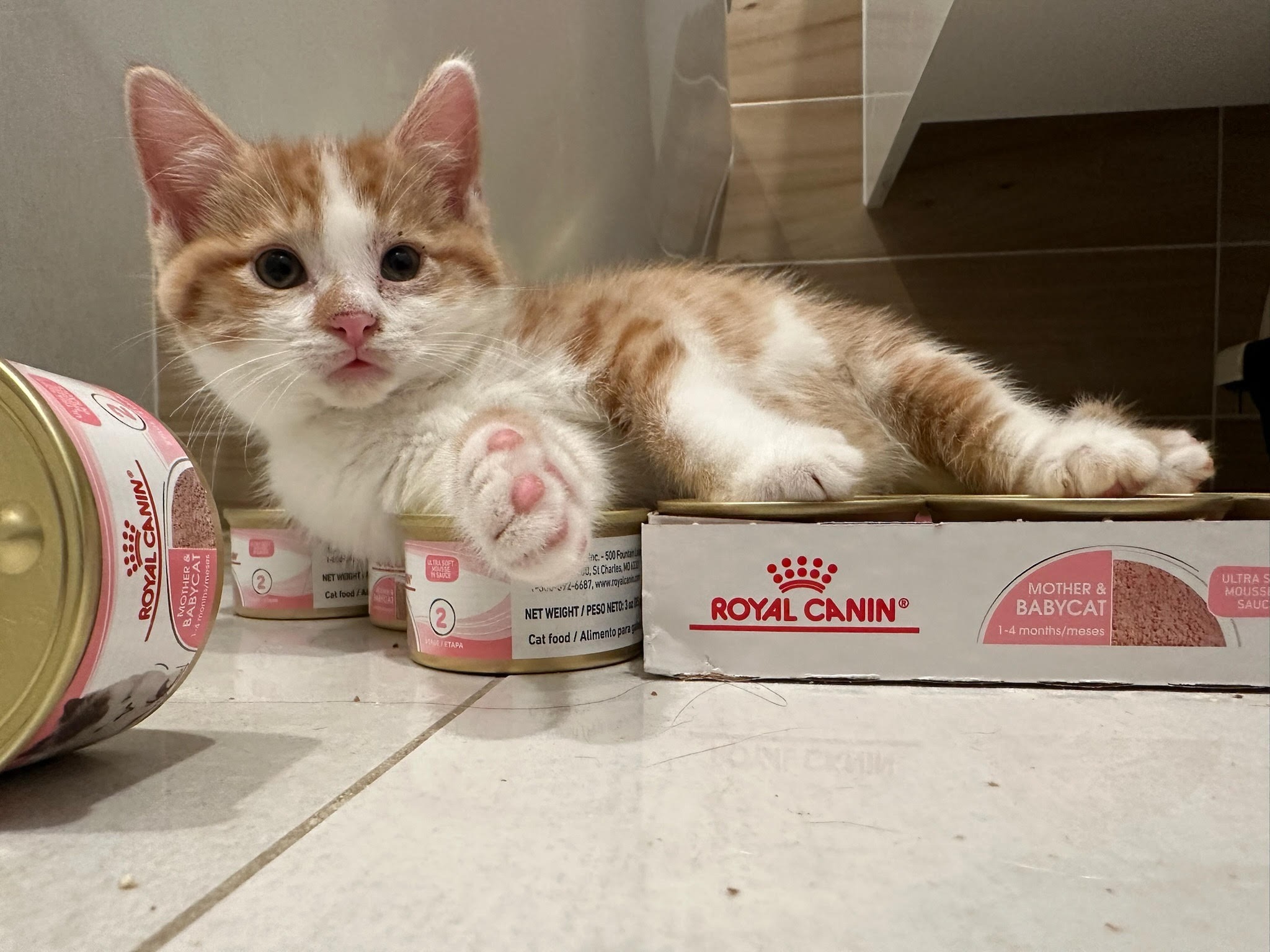 Help Fund 2026 Expenses at Kitten Villa! campaign photo, 4 of 7