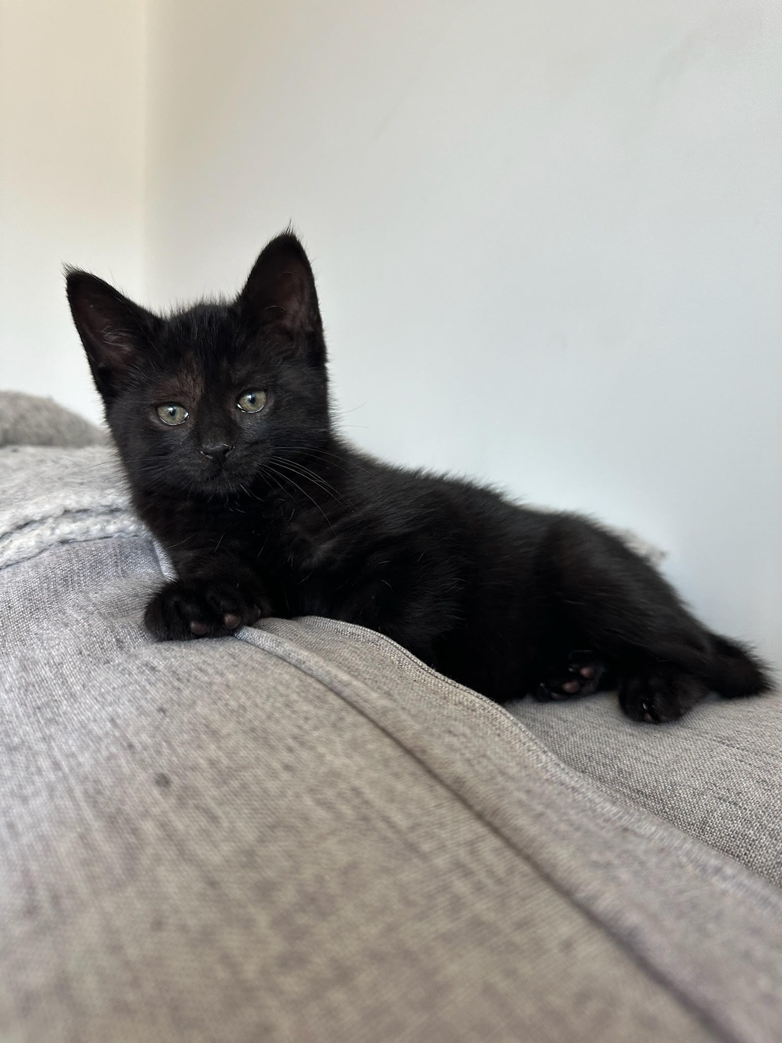 Help Fund 2026 Expenses at Kitten Villa! campaign photo, 5 of 7
