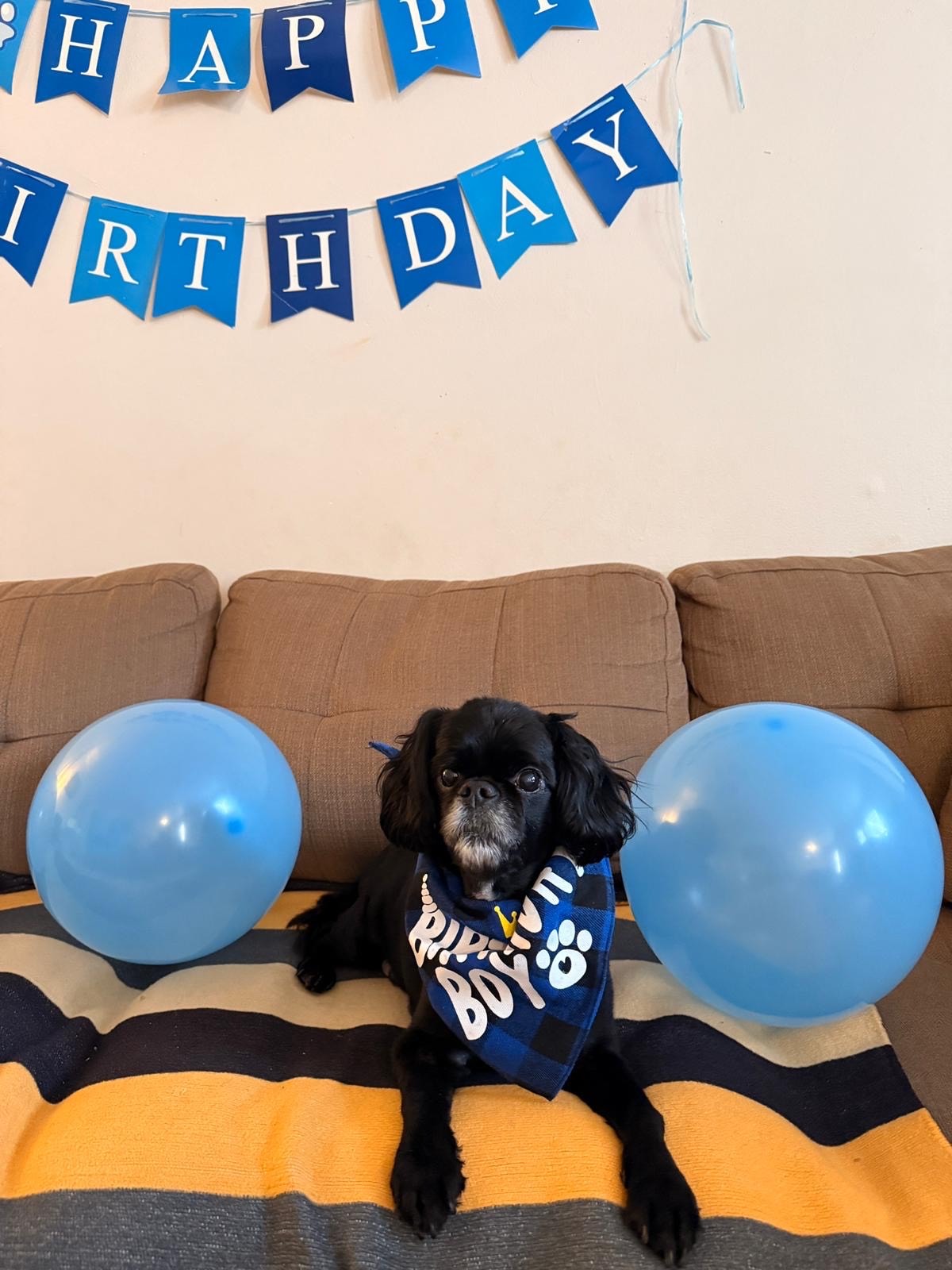 Help Milo Fight His Tumor and Ease his Pain campaign photo, 7 of 8