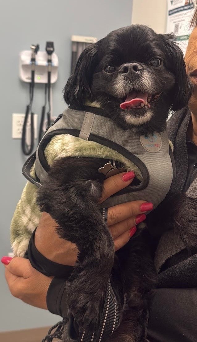 Help Milo Fight His Tumor and Ease his Pain campaign photo, 2 of 8