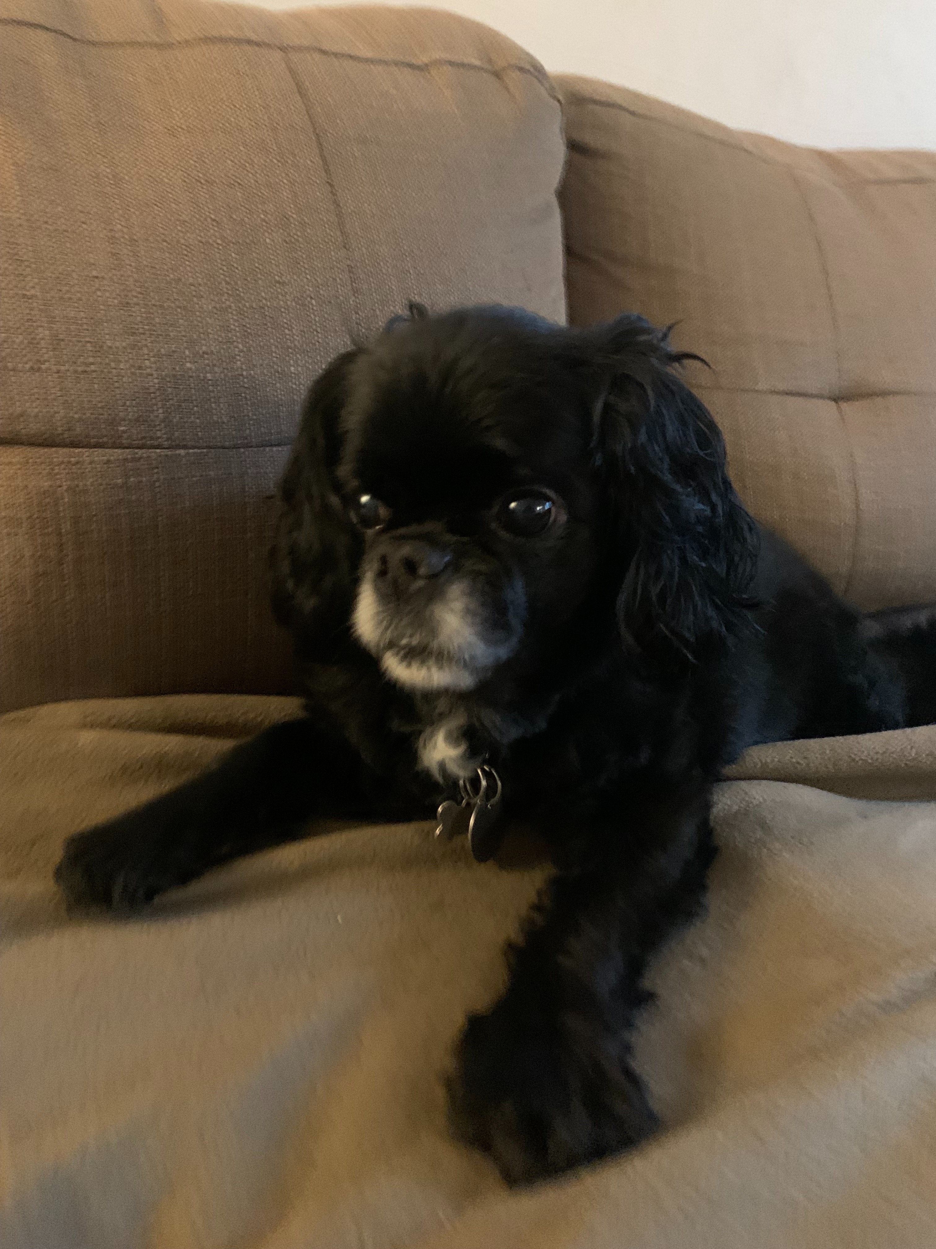 Help Milo Fight His Tumor and Ease his Pain campaign photo, 5 of 8