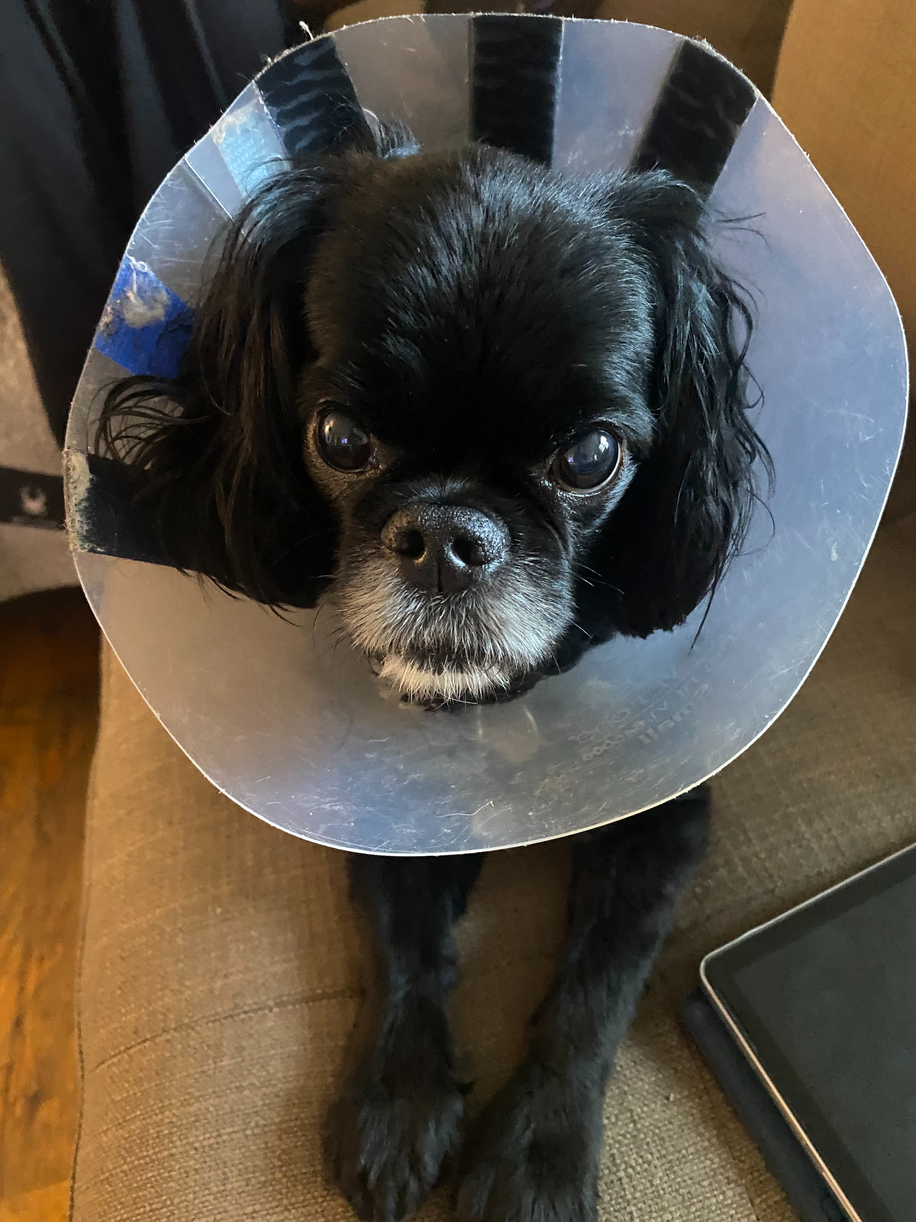 Help Milo Fight His Tumor and Ease his Pain campaign photo, 6 of 8