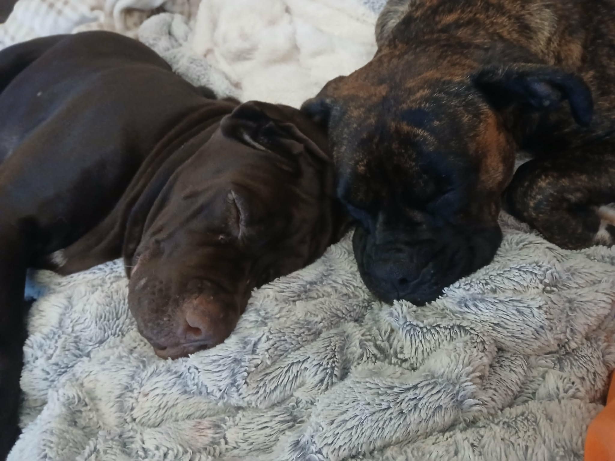 Help Save Otis - Emergency Surgery Needed campaign photo, 6 of 7
