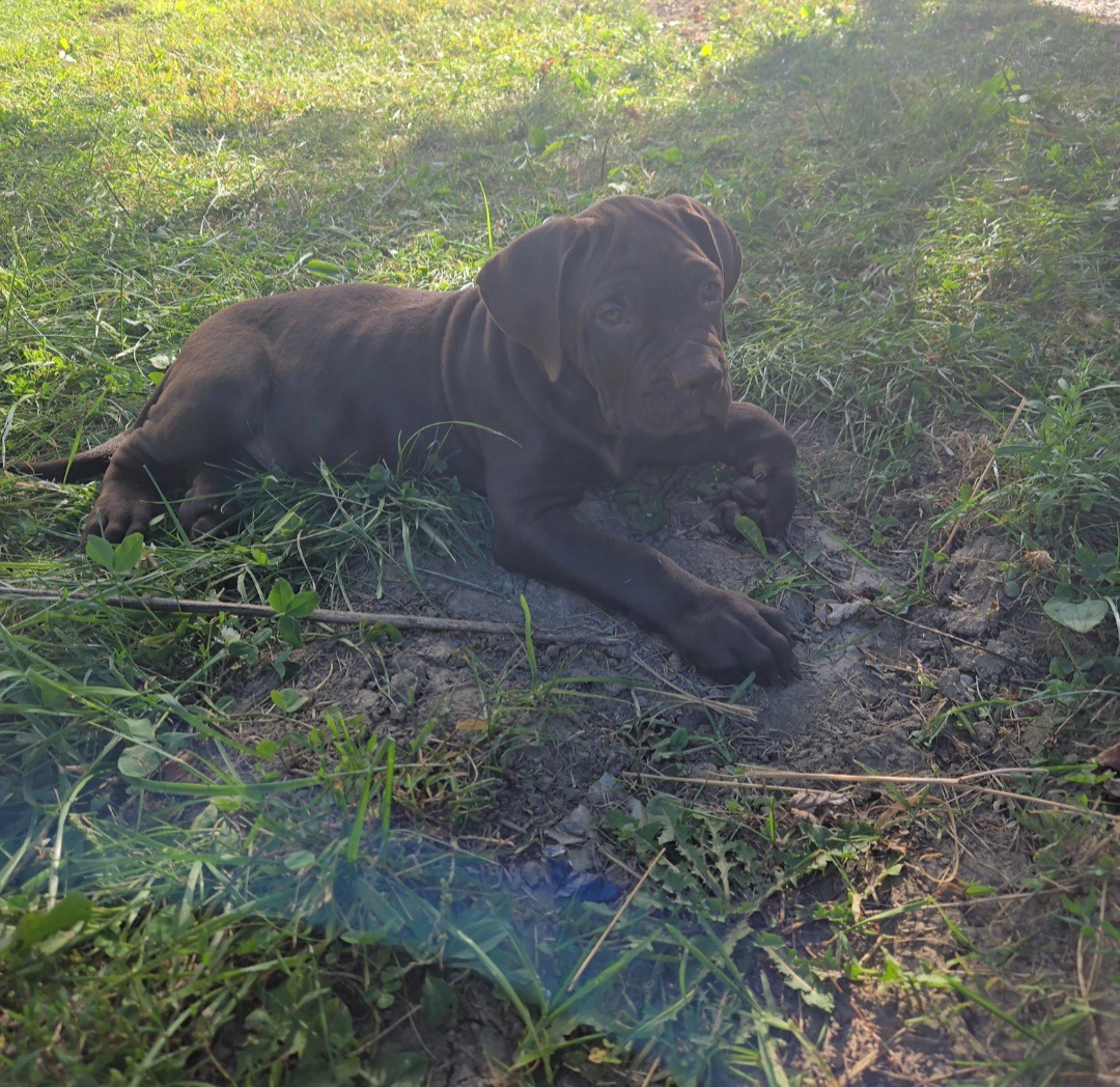 Help Save Otis - Emergency Surgery Needed campaign photo, 2 of 7