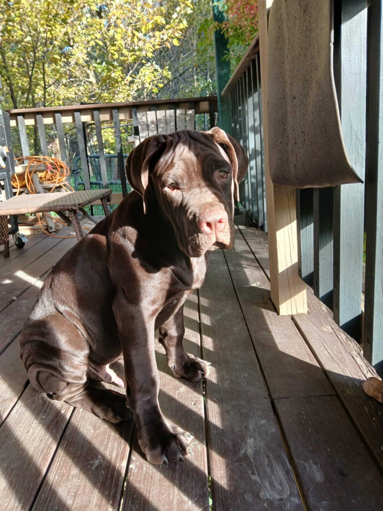 Help Save Otis - Emergency Surgery Needed campaign photo, 4 of 7