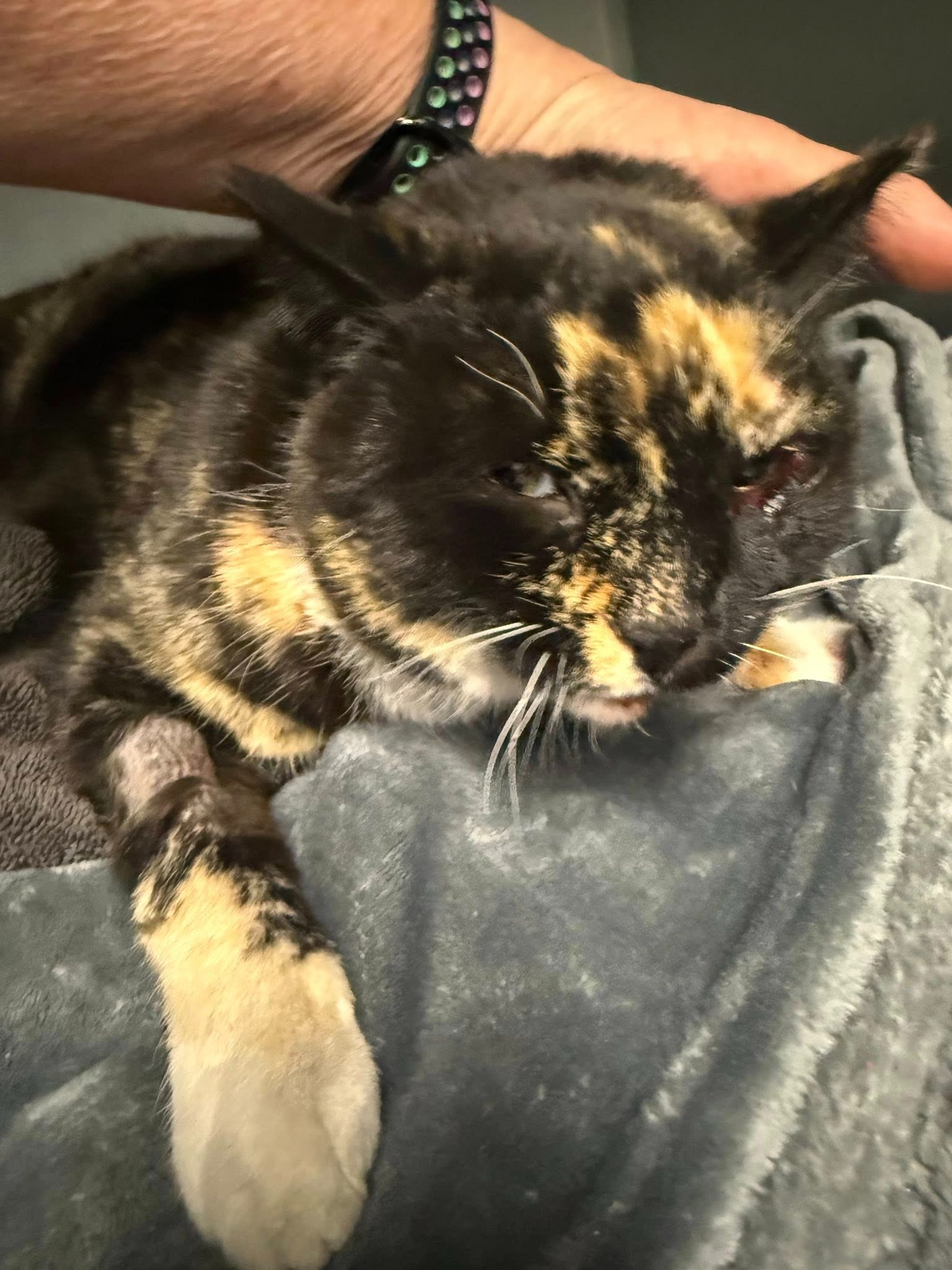 Help Save Injured Calico Cat campaign photo, 6 of 7