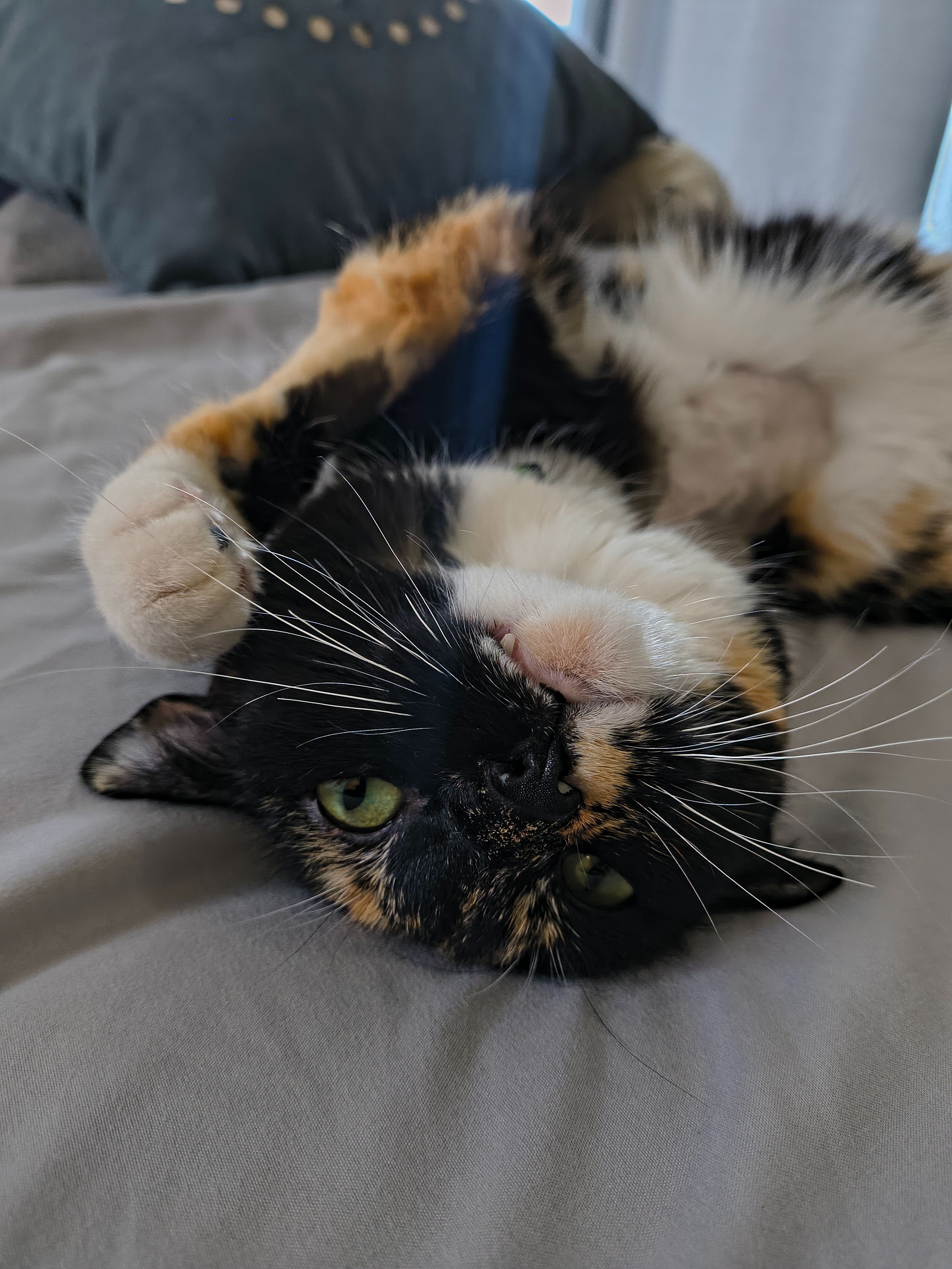 Help Save Injured Calico Cat campaign photo, 4 of 7