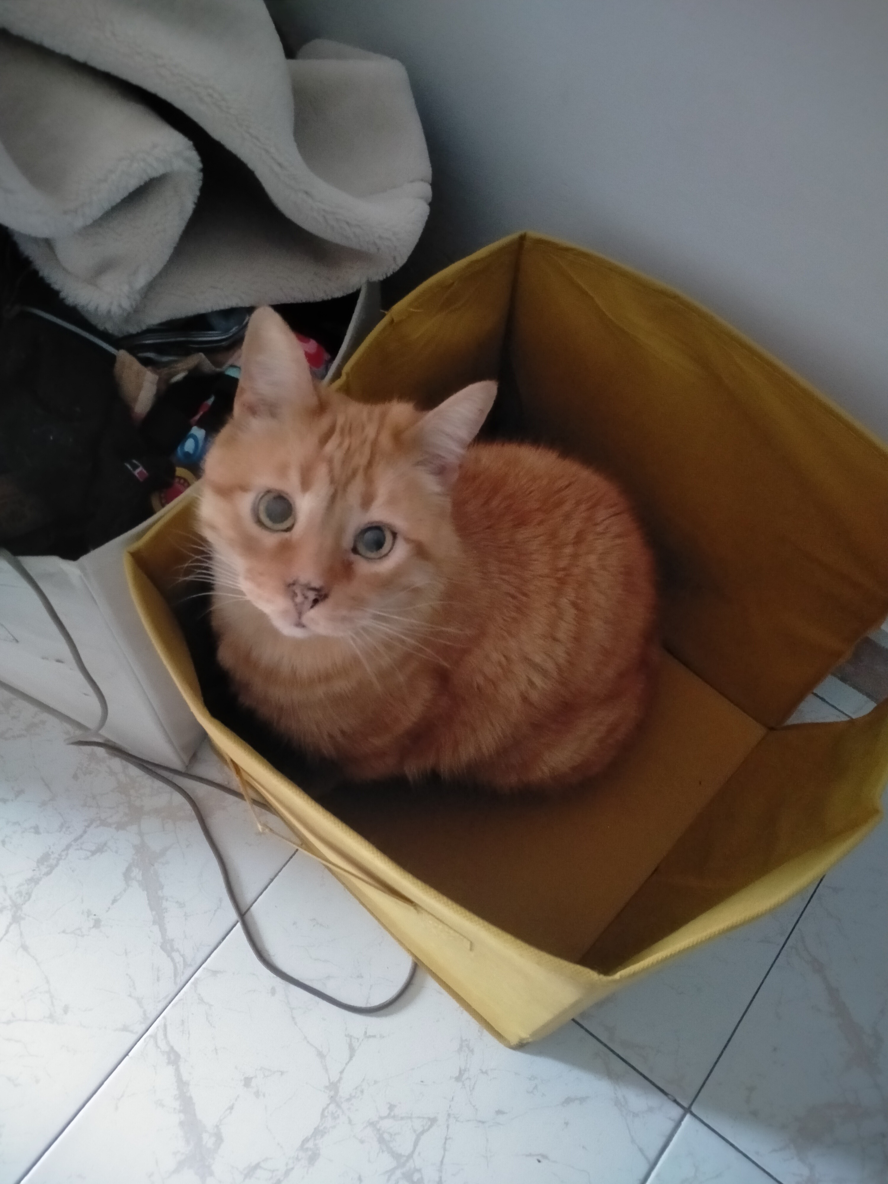 Help give my cat Rocky a peaceful goodbye campaign photo, 7 of 8