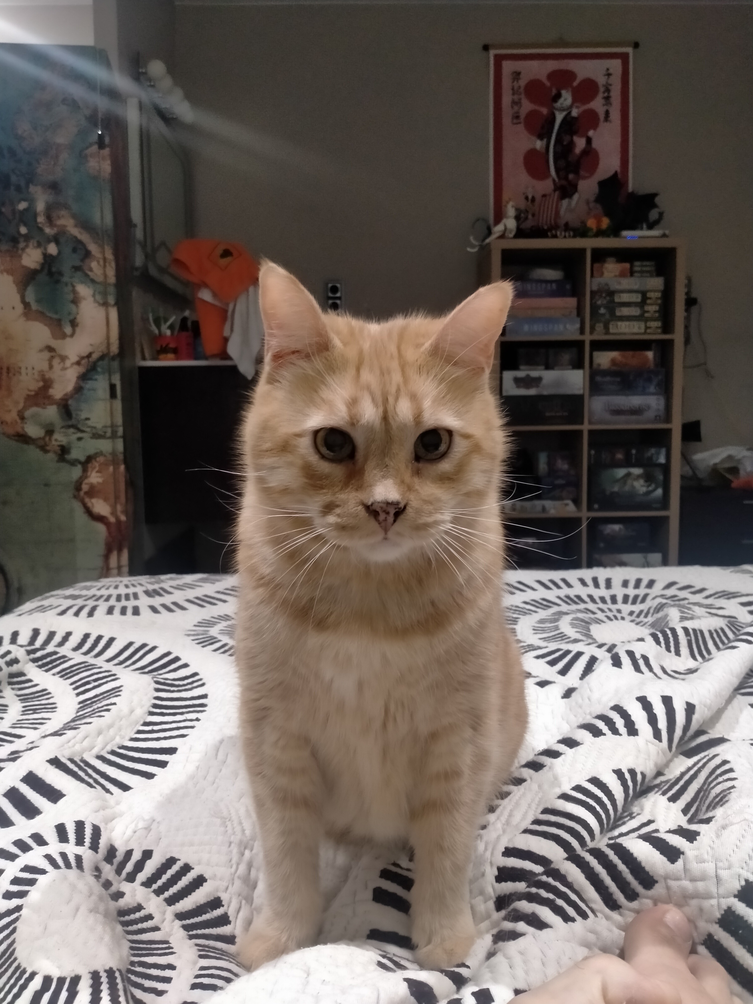 Help give my cat Rocky a peaceful goodbye campaign photo, 2 of 8