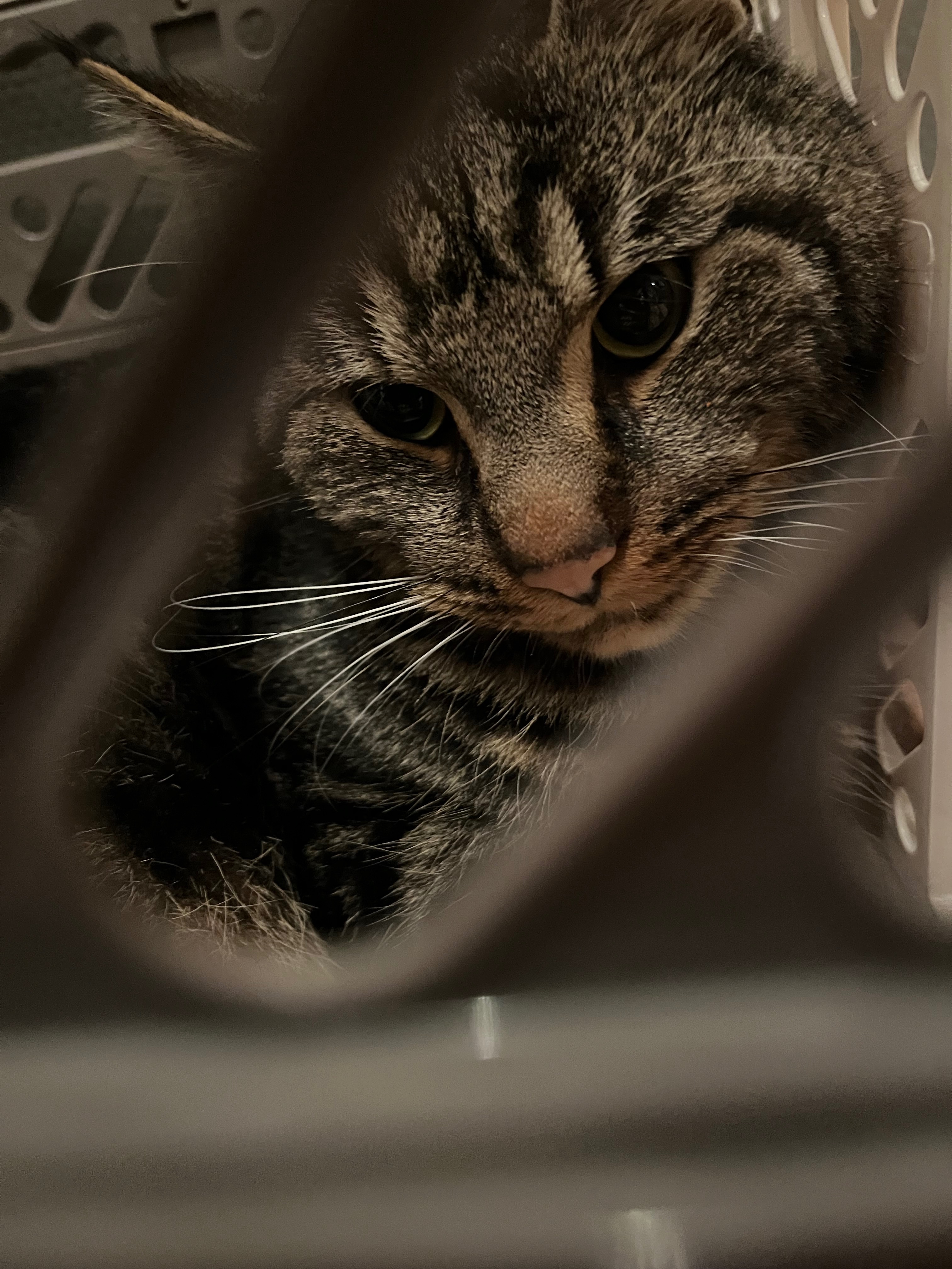 Lebensrettende OP für unseren Kater – Simba campaign photo, 2 of 8