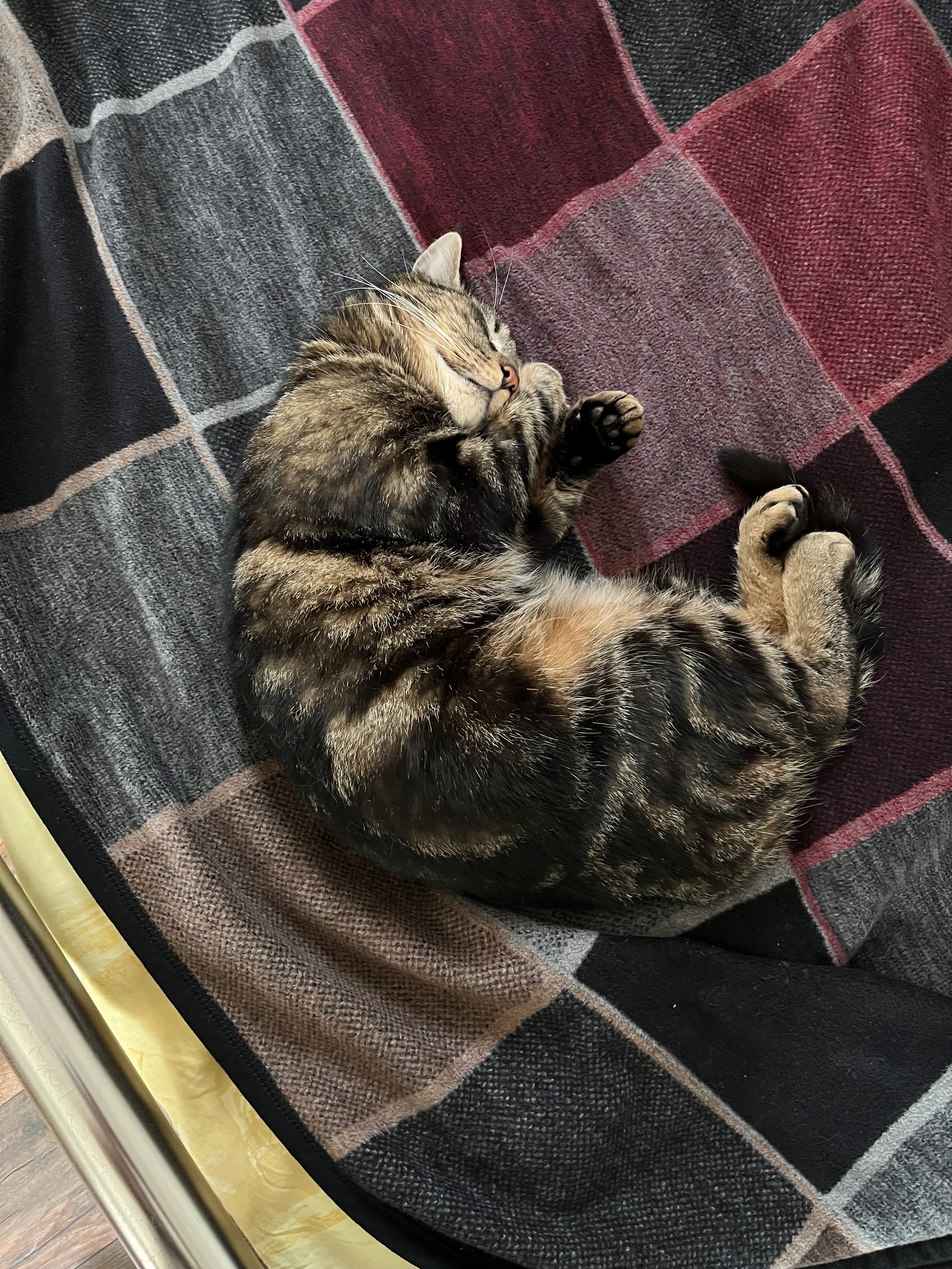 Lebensrettende OP für unseren Kater – Simba campaign photo, 5 of 8