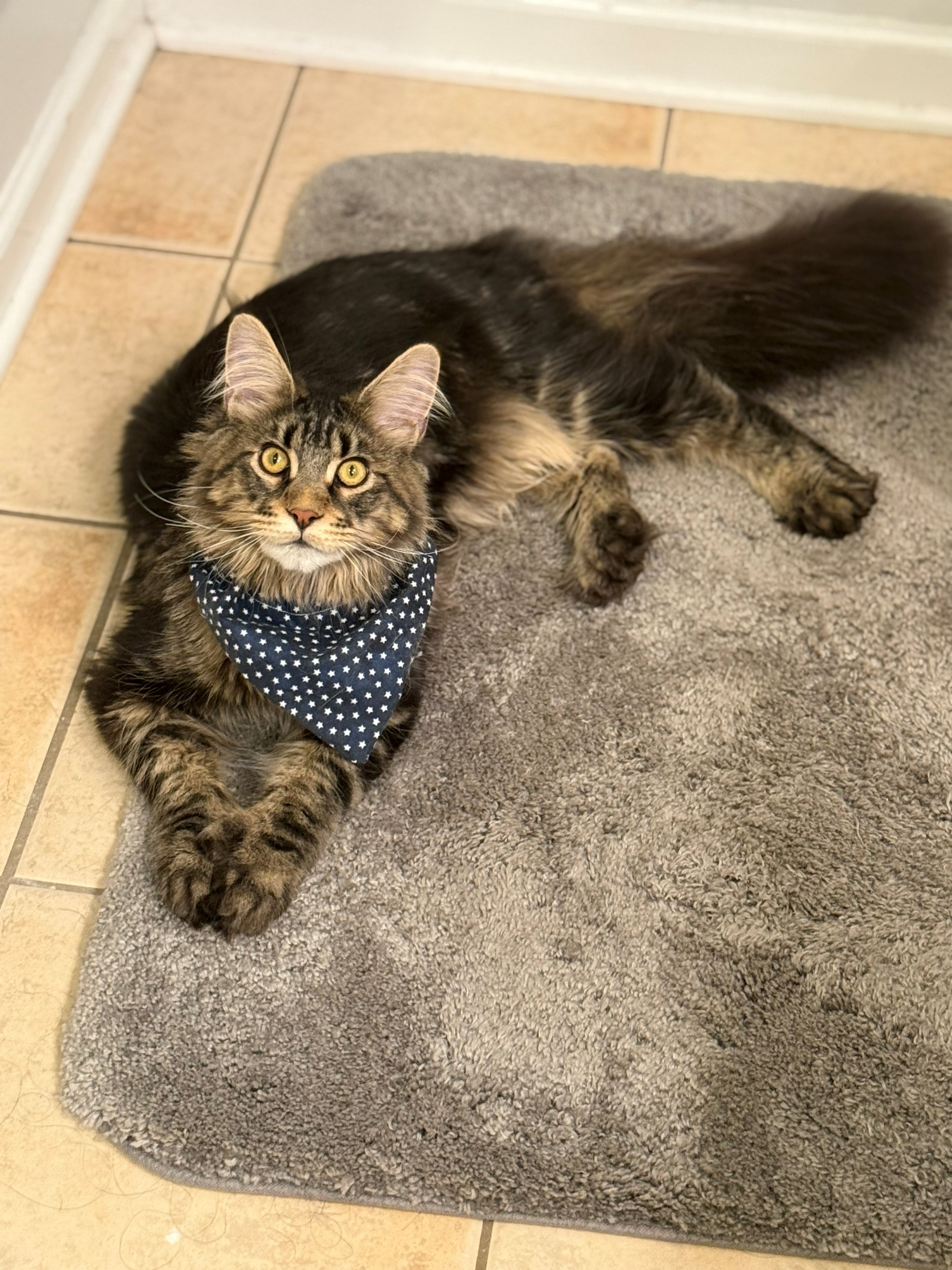 Support Madison and Bruno's Urgent Vet Care campaign photo, 4 of 5