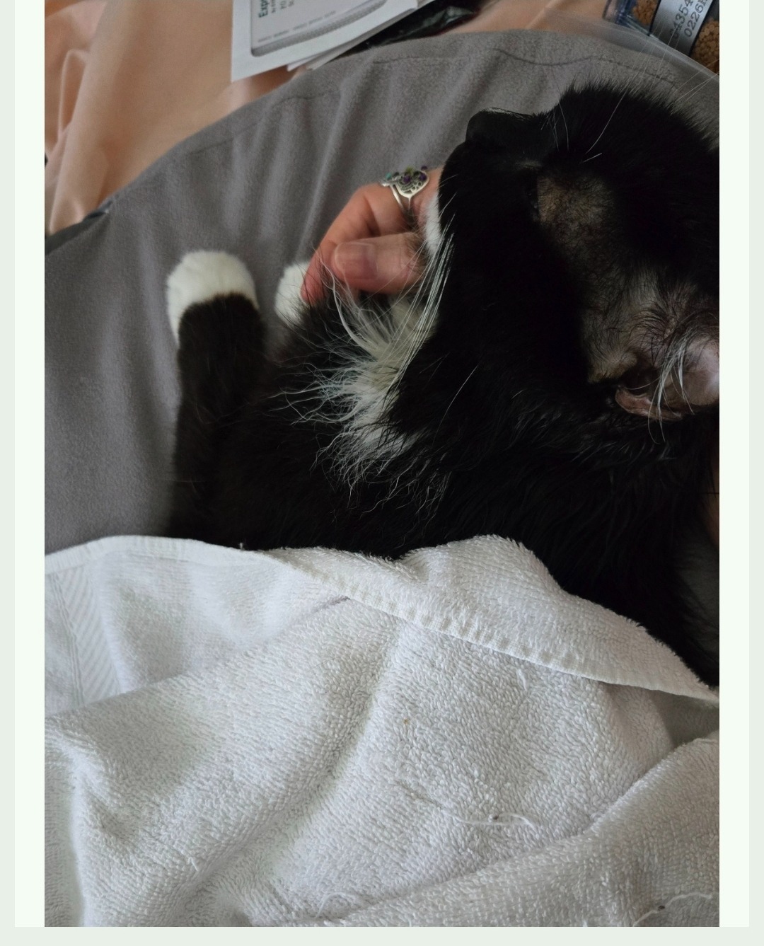 Help Moxie Get Lifesaving Care campaign photo, 6 of 7