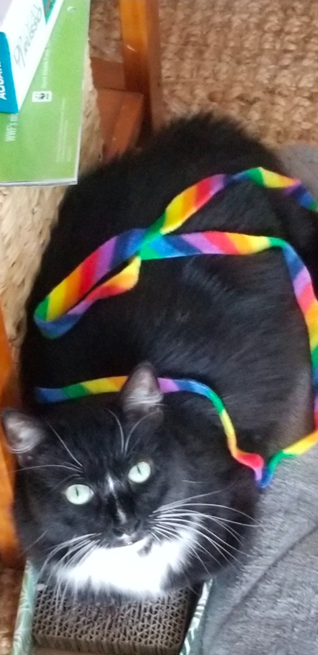 Help Moxie Get Lifesaving Care campaign photo, 2 of 7