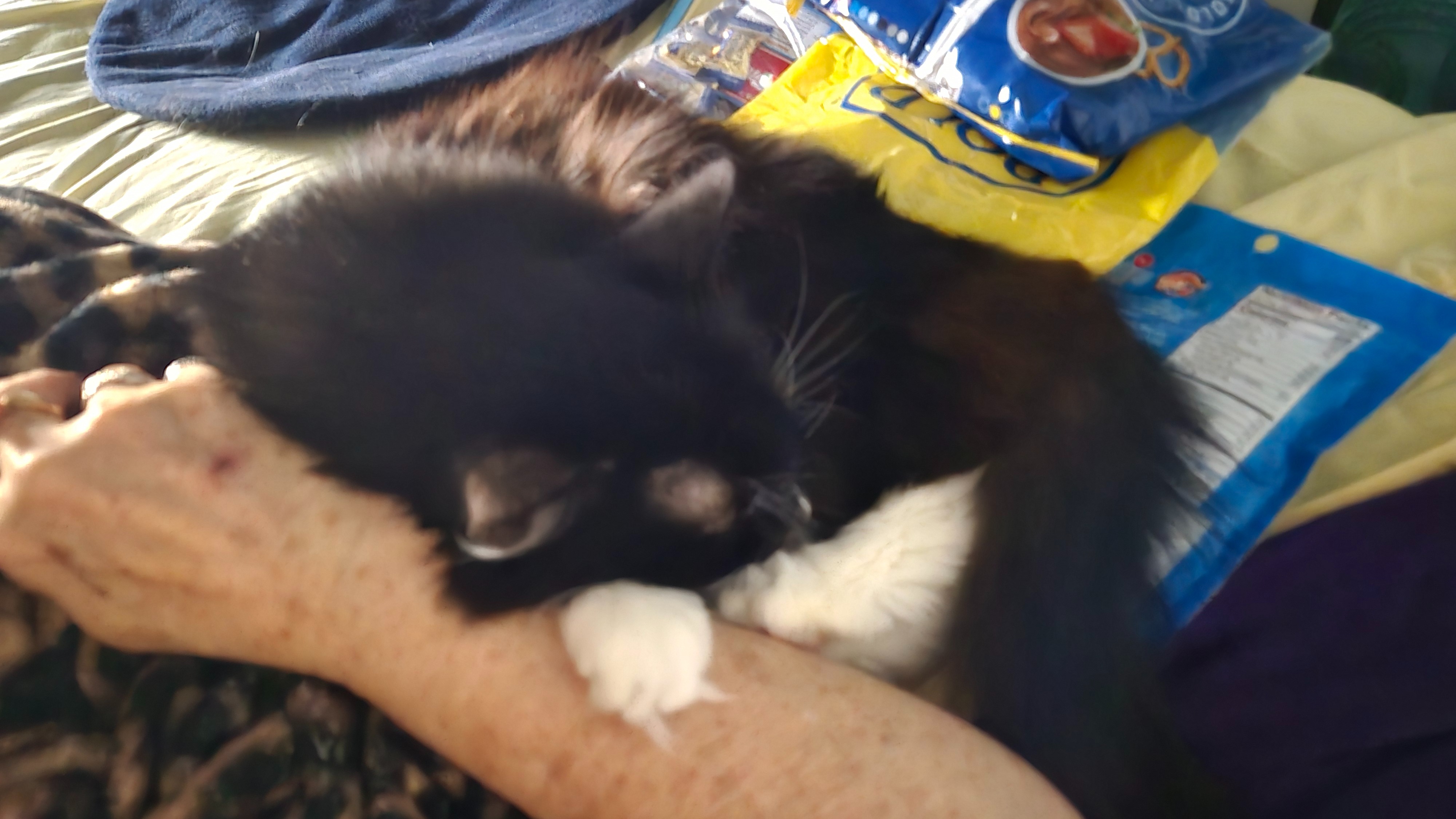 Help Moxie Get Lifesaving Care campaign photo, 4 of 7