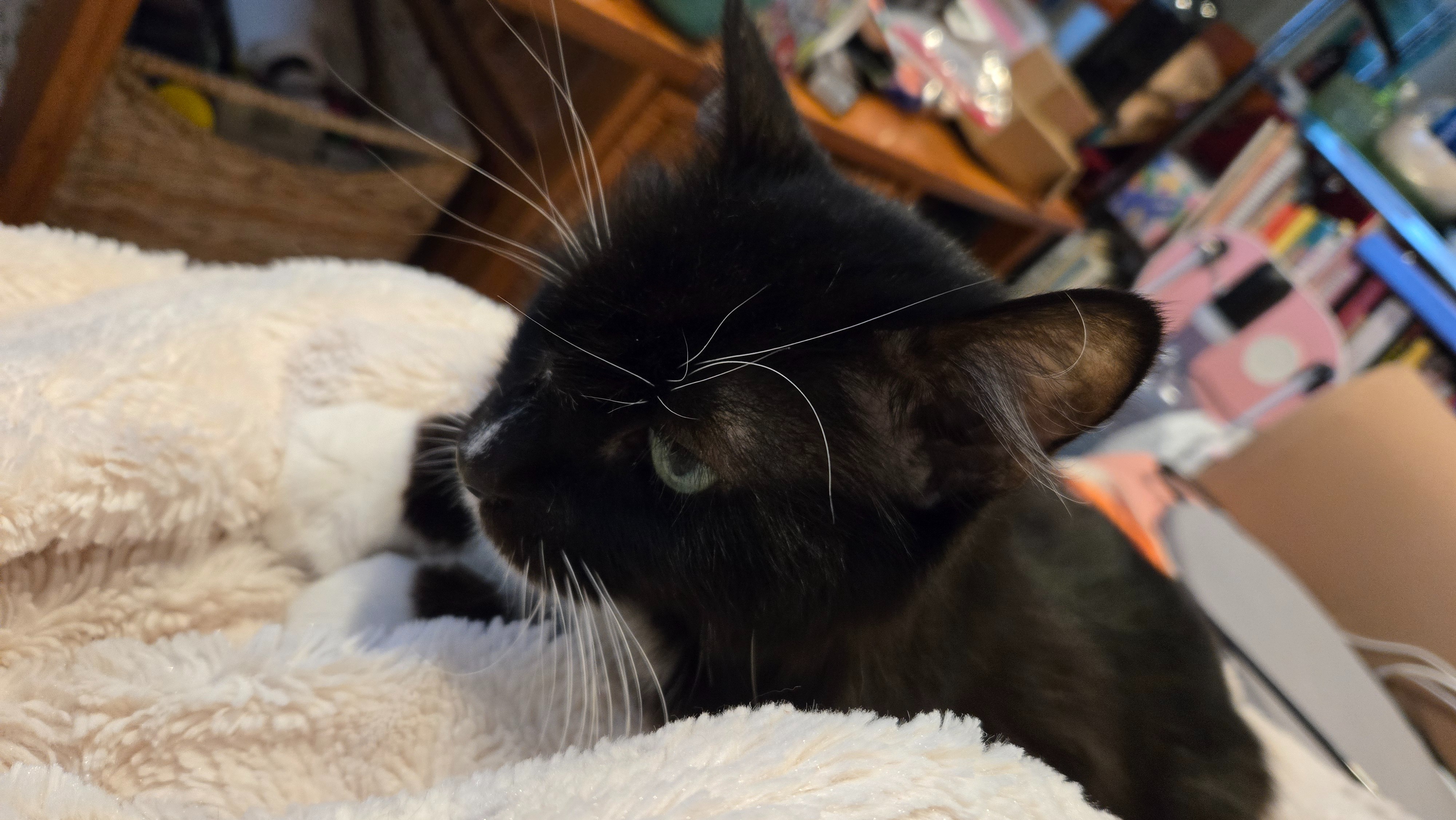 Help Moxie Get Lifesaving Care campaign photo, 5 of 7