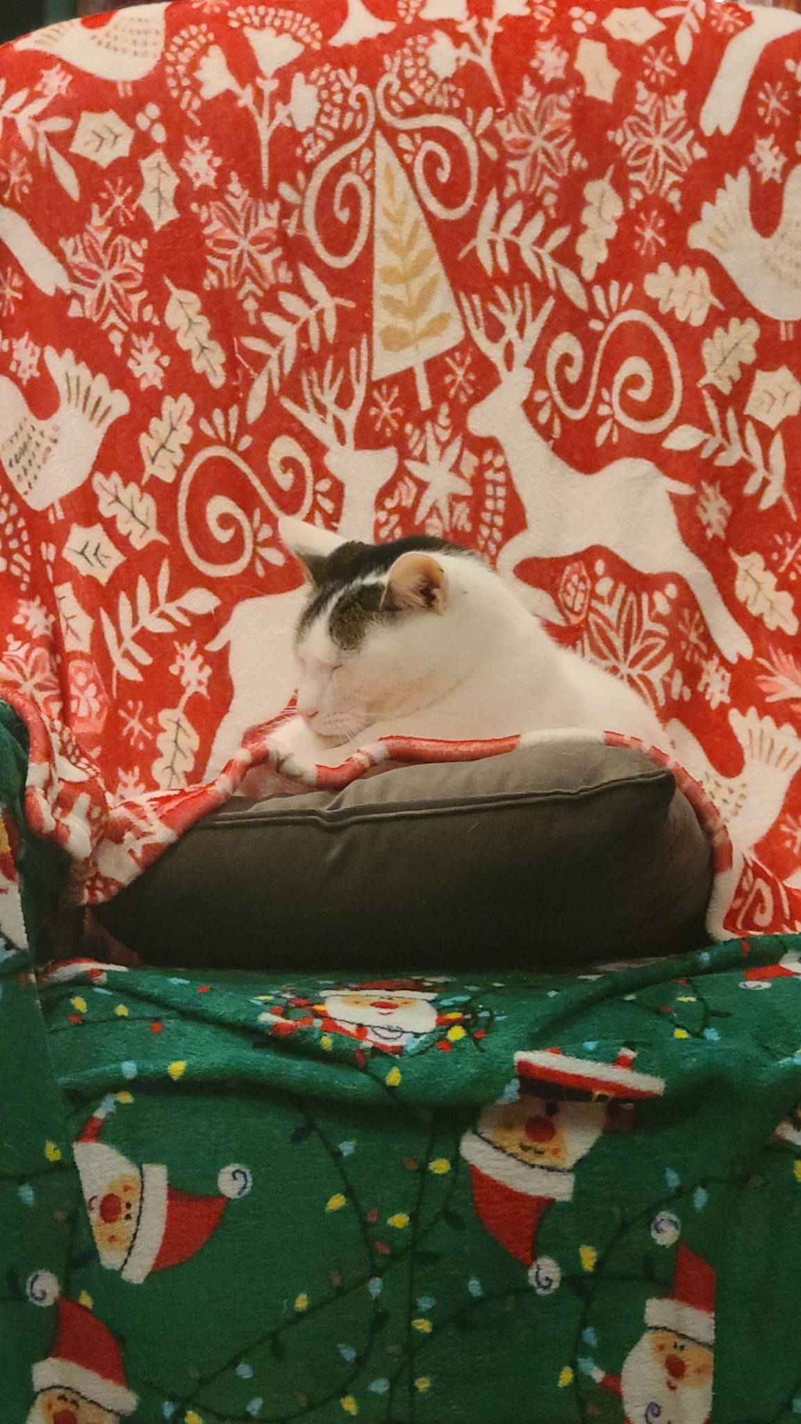 Support Loki and his Vet Bills this Christmas campaign photo, 2 of 8