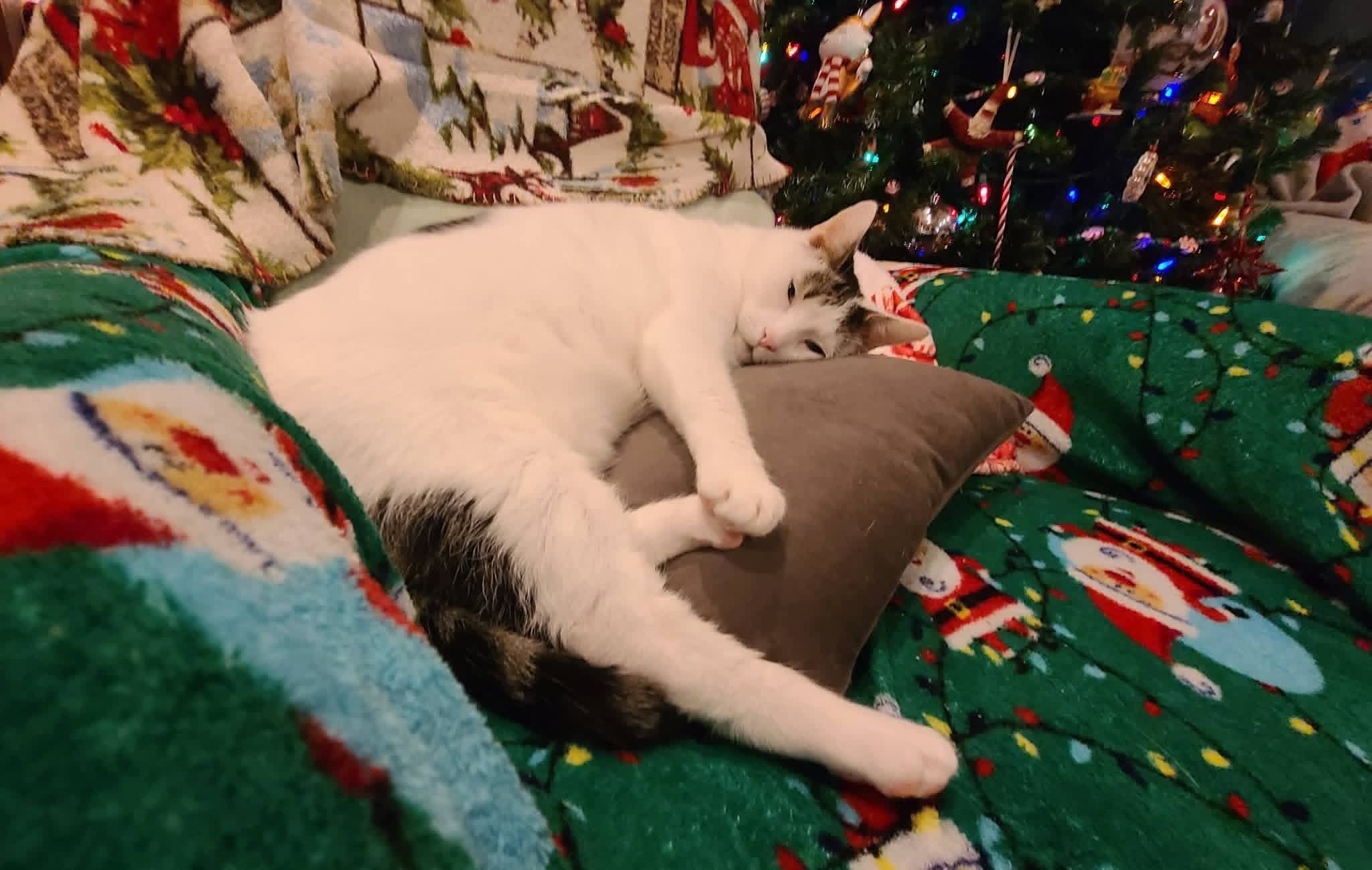 Support Loki and his Vet Bills this Christmas campaign photo, 5 of 8