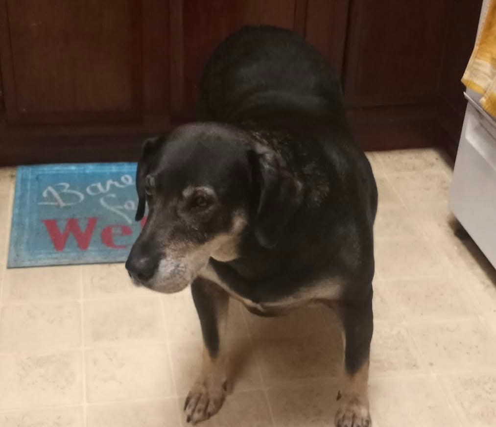 Please help me get my Good Boy’s ashes back. campaign photo, 5 of 8