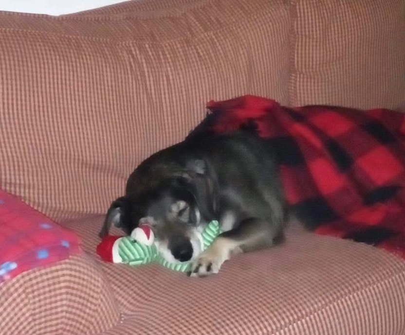 Please help me get my Good Boy’s ashes back. campaign photo, 7 of 8