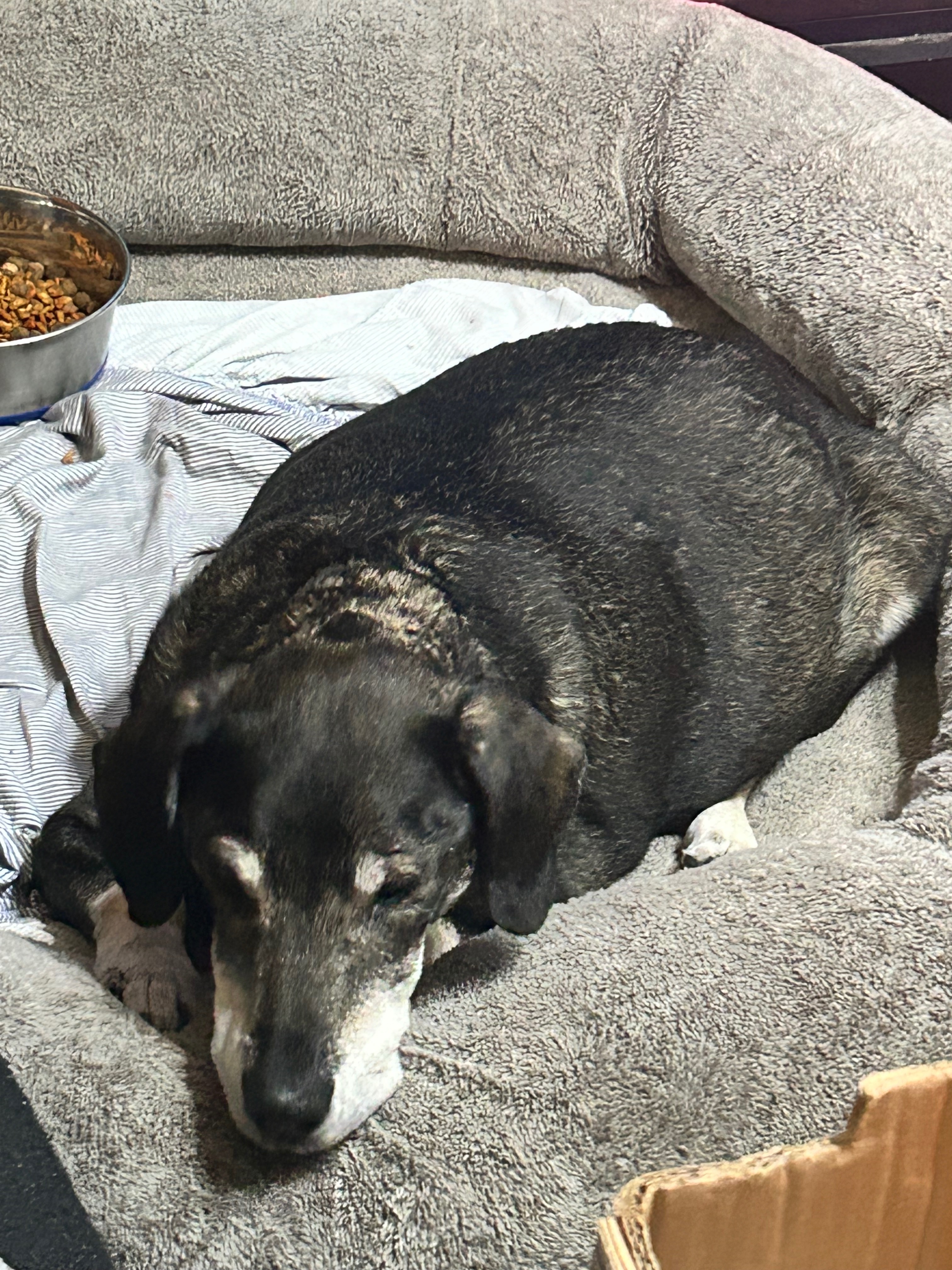 Please help me get my Good Boy’s ashes back. campaign photo, 6 of 8