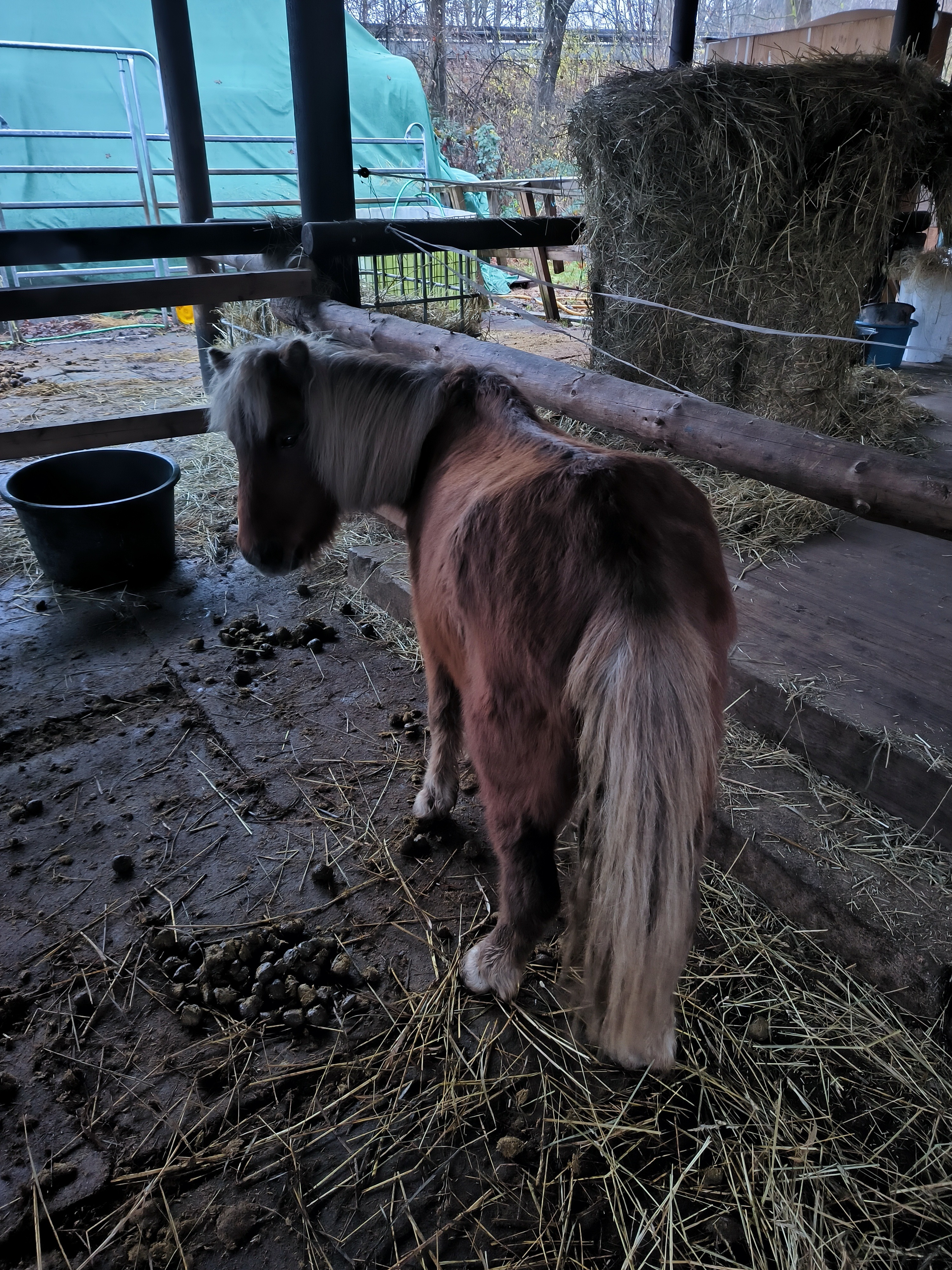 Spendenaufruf für Frieda, unsere geliebte Pony-Stute campaign photo, 2 of 4