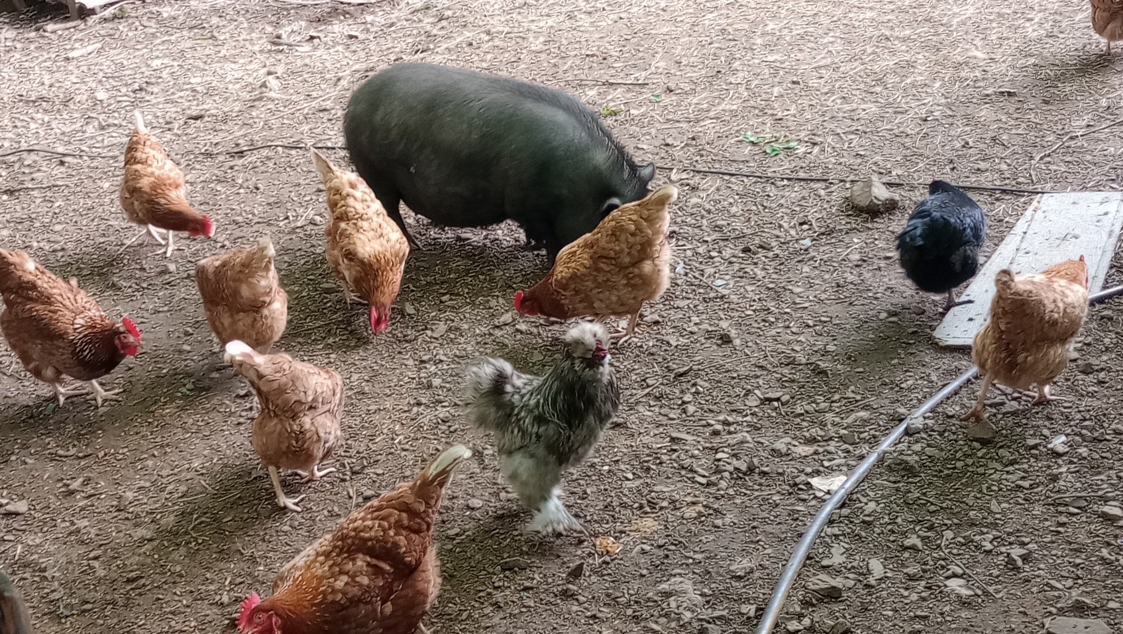 Help Little Boss Hog Farms Grow photo